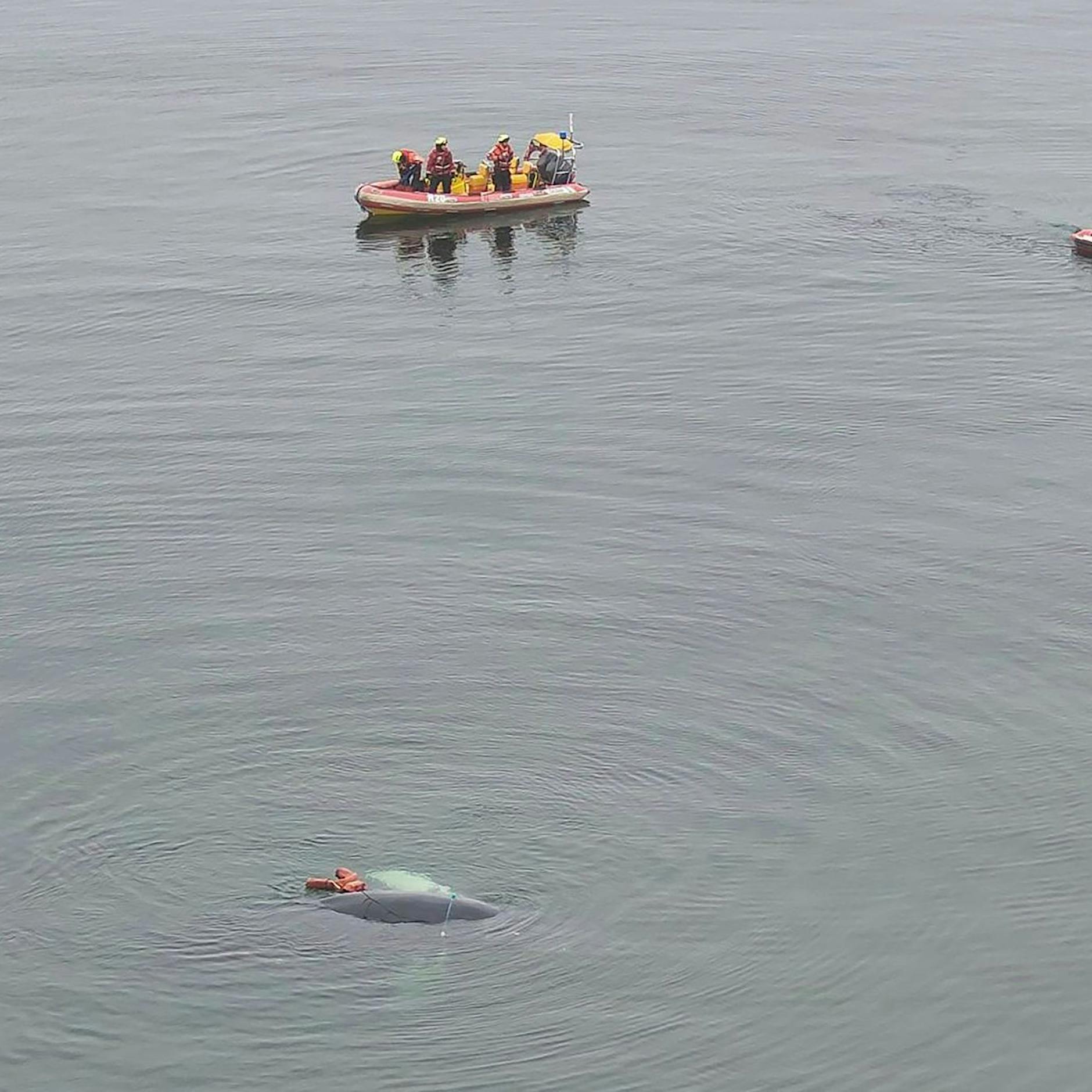 Polnische Ostsee: Junger Buckelwal aus Fischernetz befreit