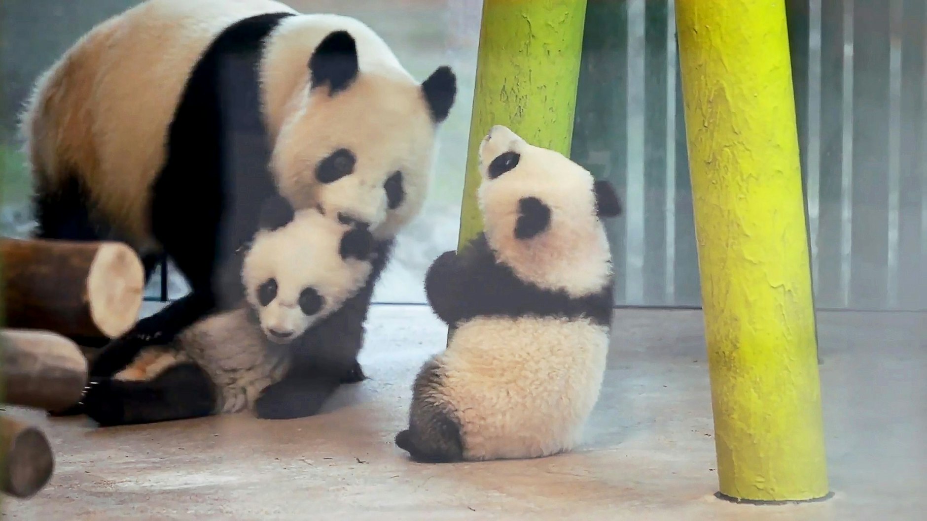 Die Panda-Zwillinge Leni und Lotti mit ihrer Mama Meng Meng