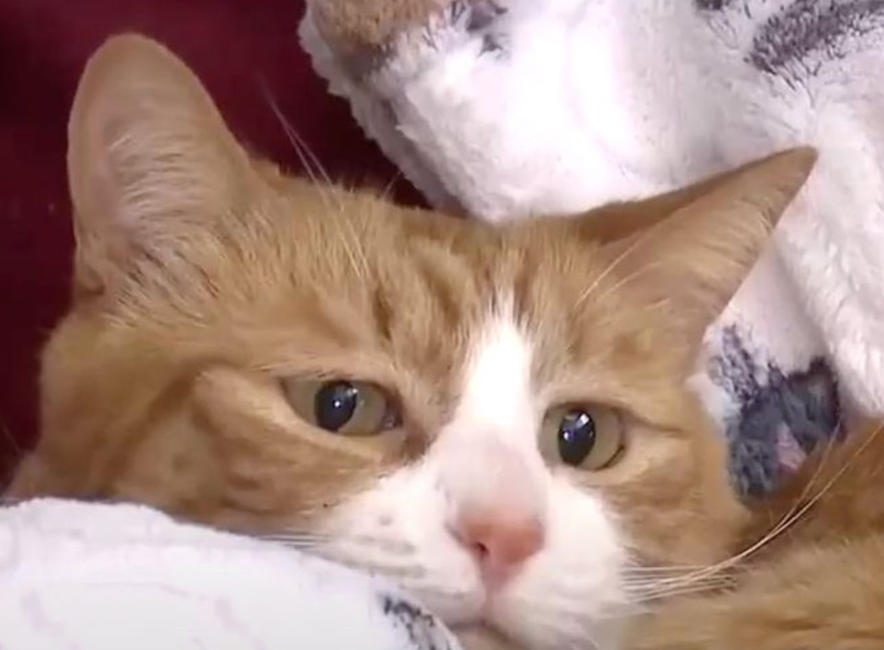 Image - Katze überlebte drei Wochen eingeklemmt in der Couch