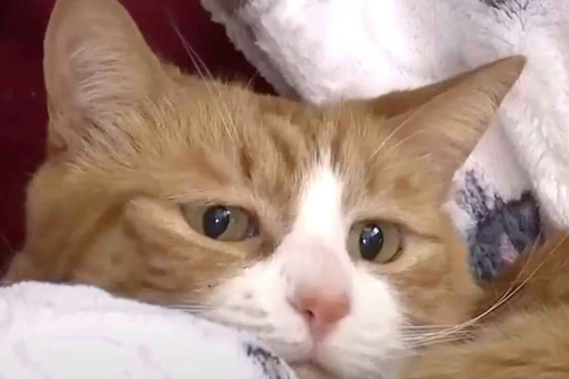 Drei Wochen versteckte sich Kätzchen Sunny-Loo in einem Sofa.