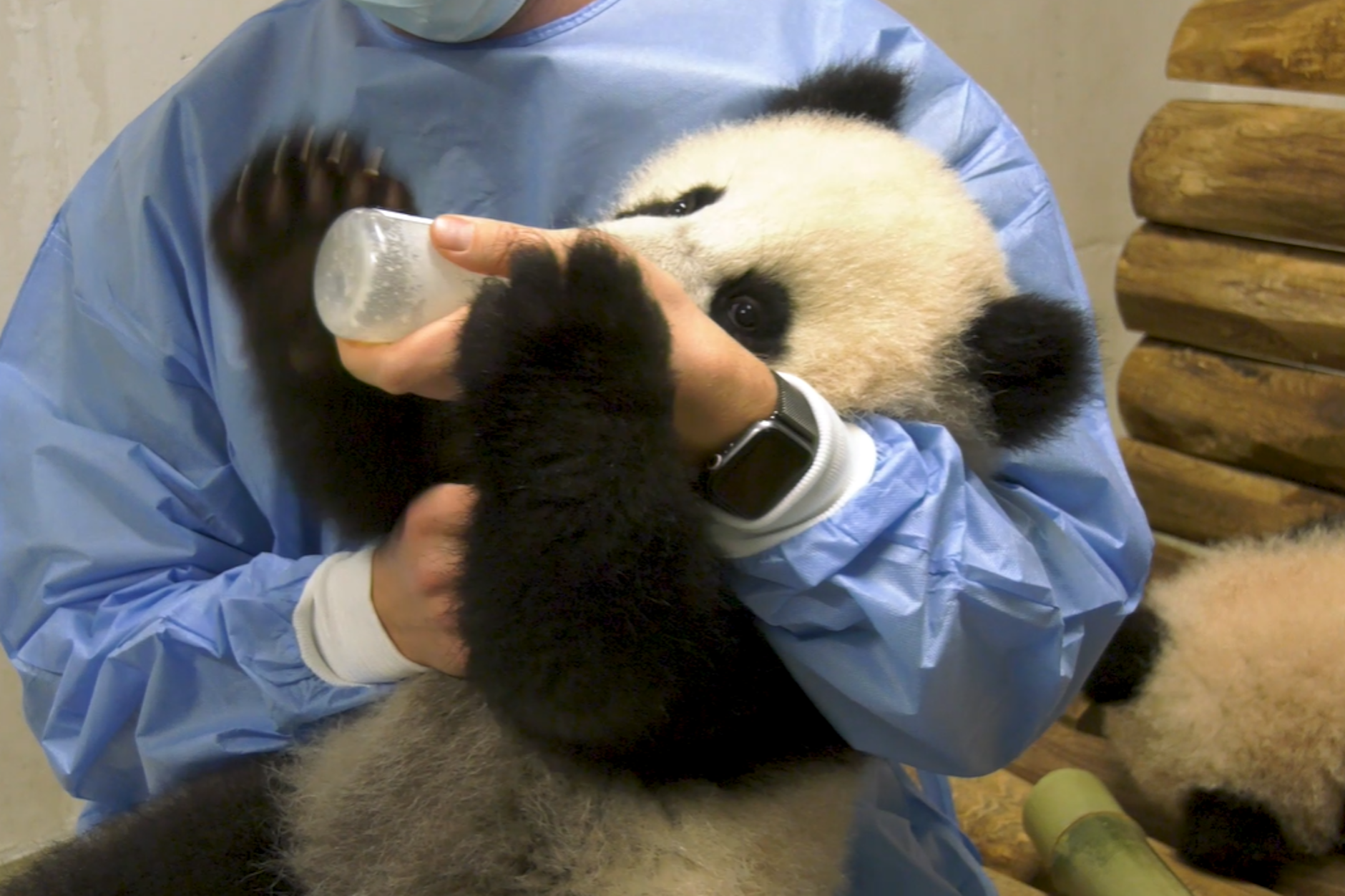 Panda-Mädel Leni aus dem Berliner Zoo genießt ihren Milch-Cocktail aus der Pulle, den sie jeden Abend vom Pfleger bekommt. Schwester Lotti muss an der Seite noch etwas warten.