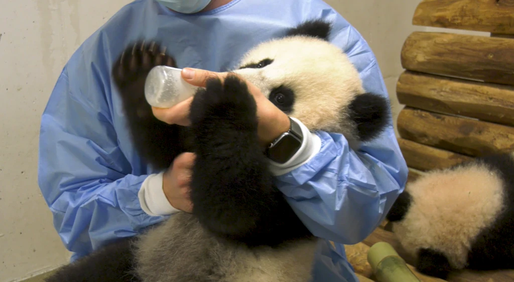 Gerührt, nicht geschüttelt! So lieben die Berliner Panda-Babys ihren Milch-Cocktail