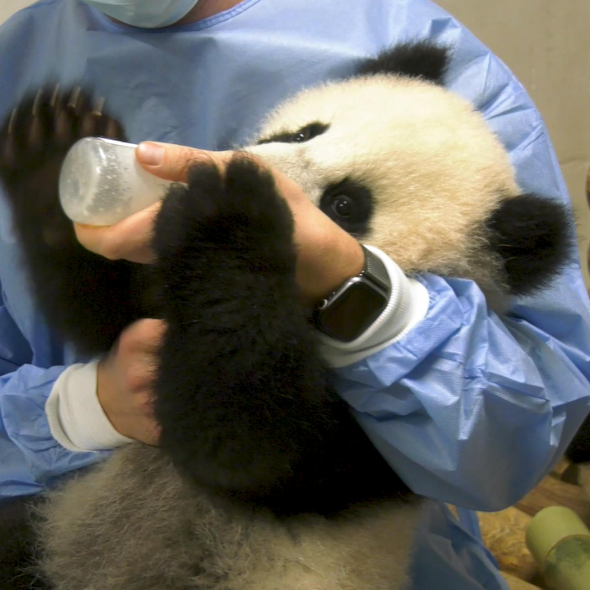 Gerührt, nicht geschüttelt! So lieben die Berliner Panda-Babys ihren Milch-Cocktail