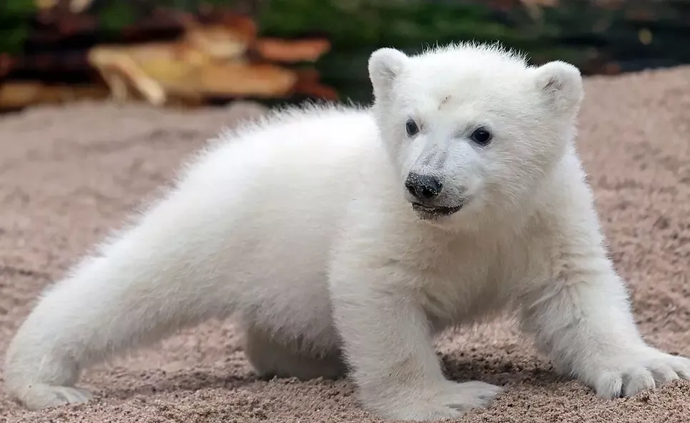 Süßer Fratz in Karlsruhe: Gibt es auch im Tierpark Berlin wieder Eisbären-Babys?