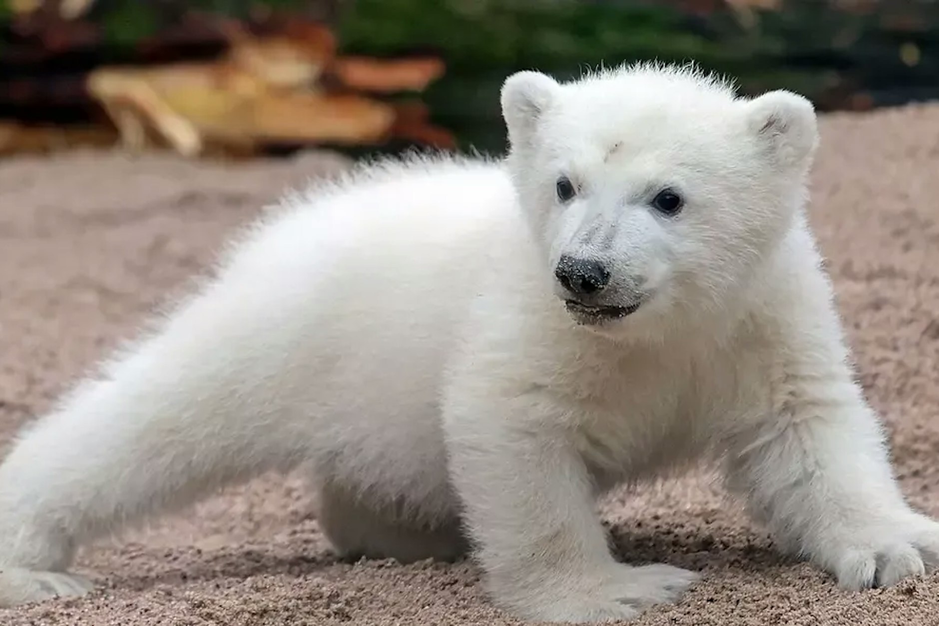 Er hat Ähnlichkeiten mit Zoo-Star Knut: das Eisbären-Baby im Zoo Karlsruhe. So einen süßen Fratz würden die Berliner auch gerne wieder sehen.