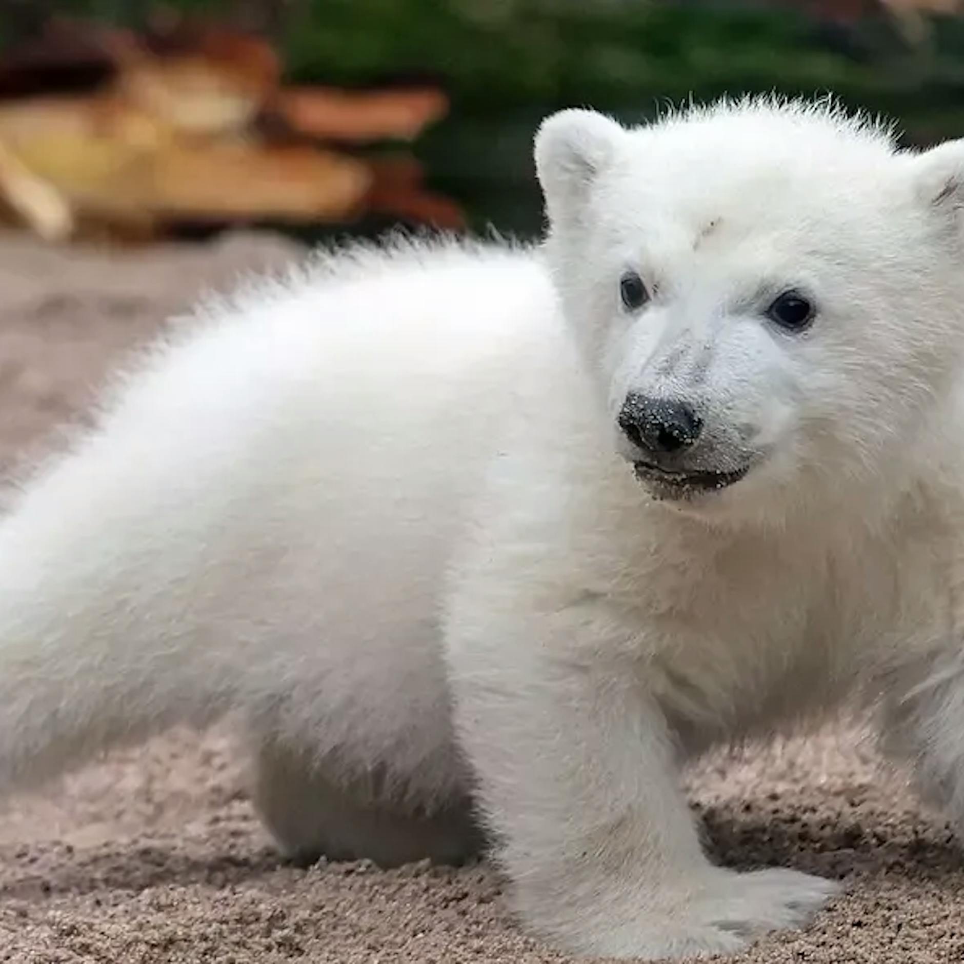Süßer Fratz in Karlsruhe: Gibt es auch im Tierpark Berlin wieder Eisbären-Babys?