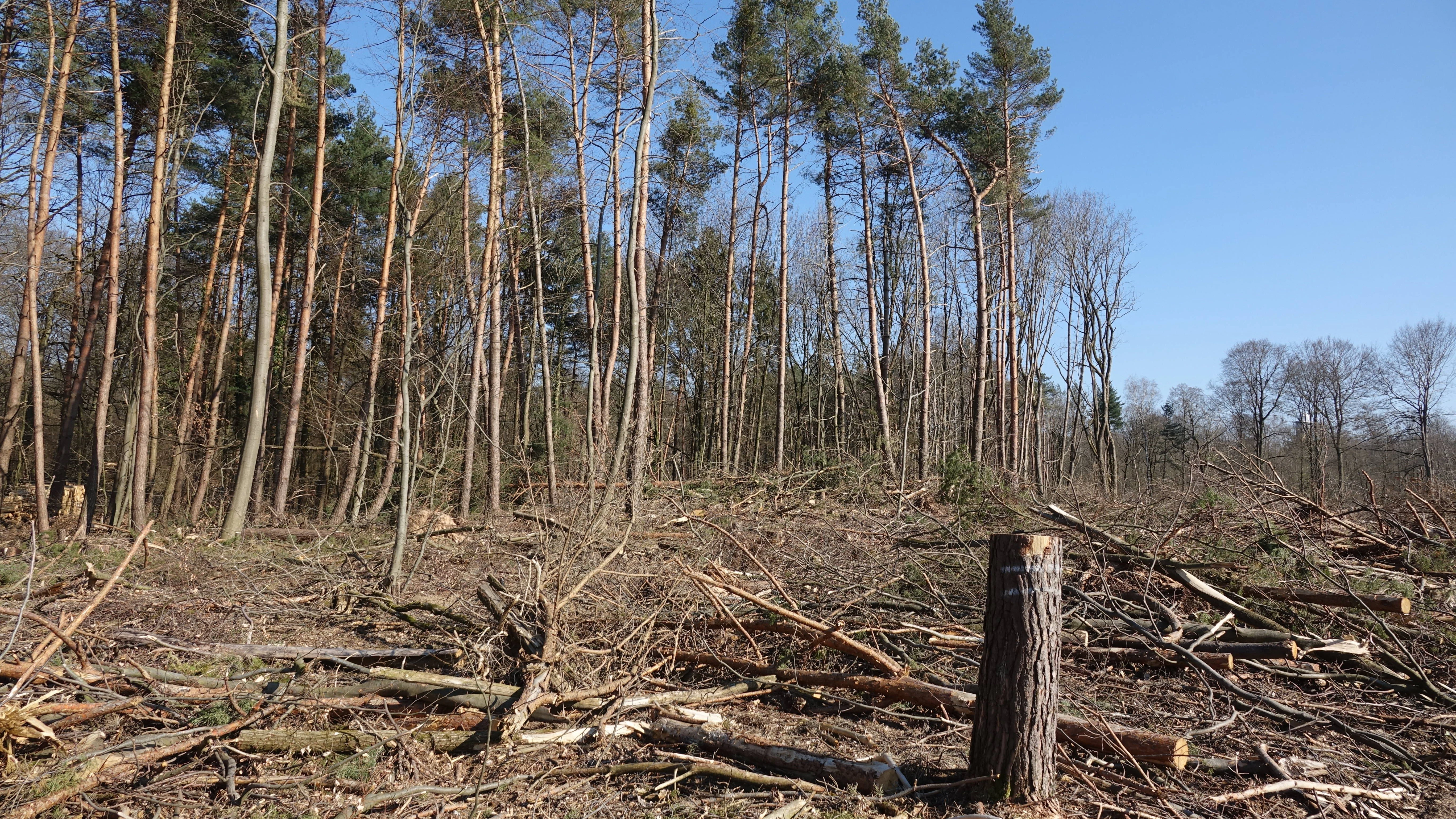 Herrscht nach einem Unwetter im Wald Chaos, Spricht man von Sturmholz.