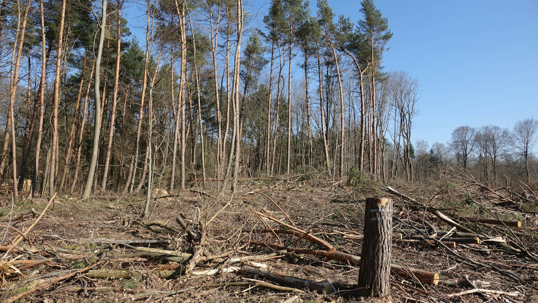 Herrscht nach einem Unwetter im Wald Chaos, Spricht man von Sturmholz.