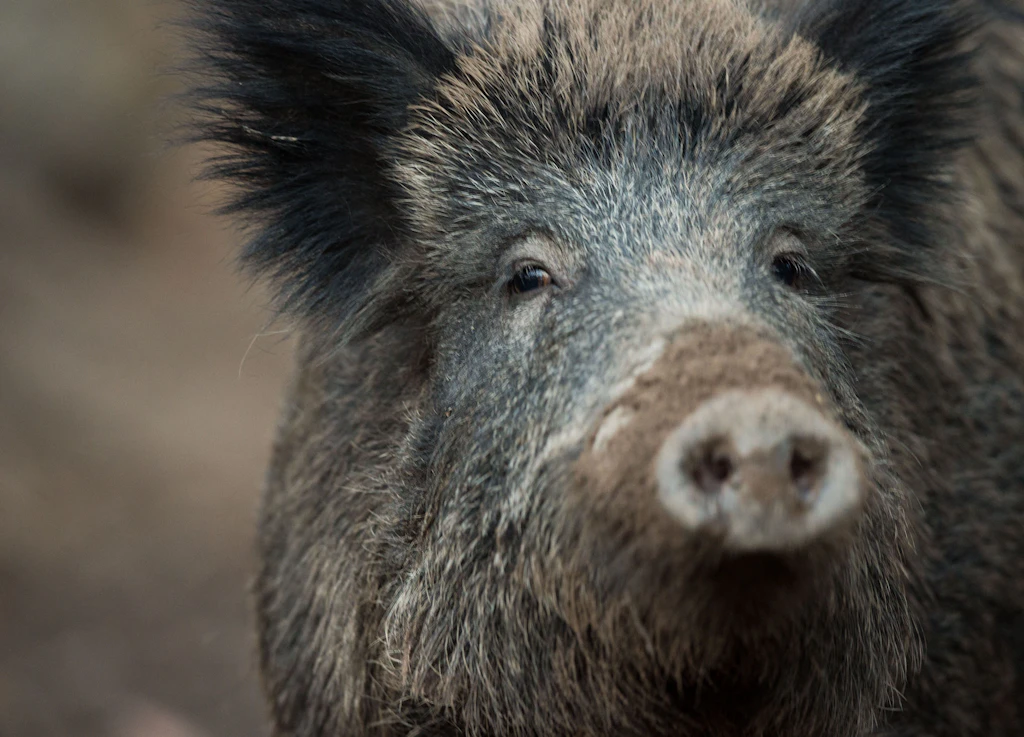 Berlin S-Bahn in Biesdorf collides with wild boar: outages and disruptions