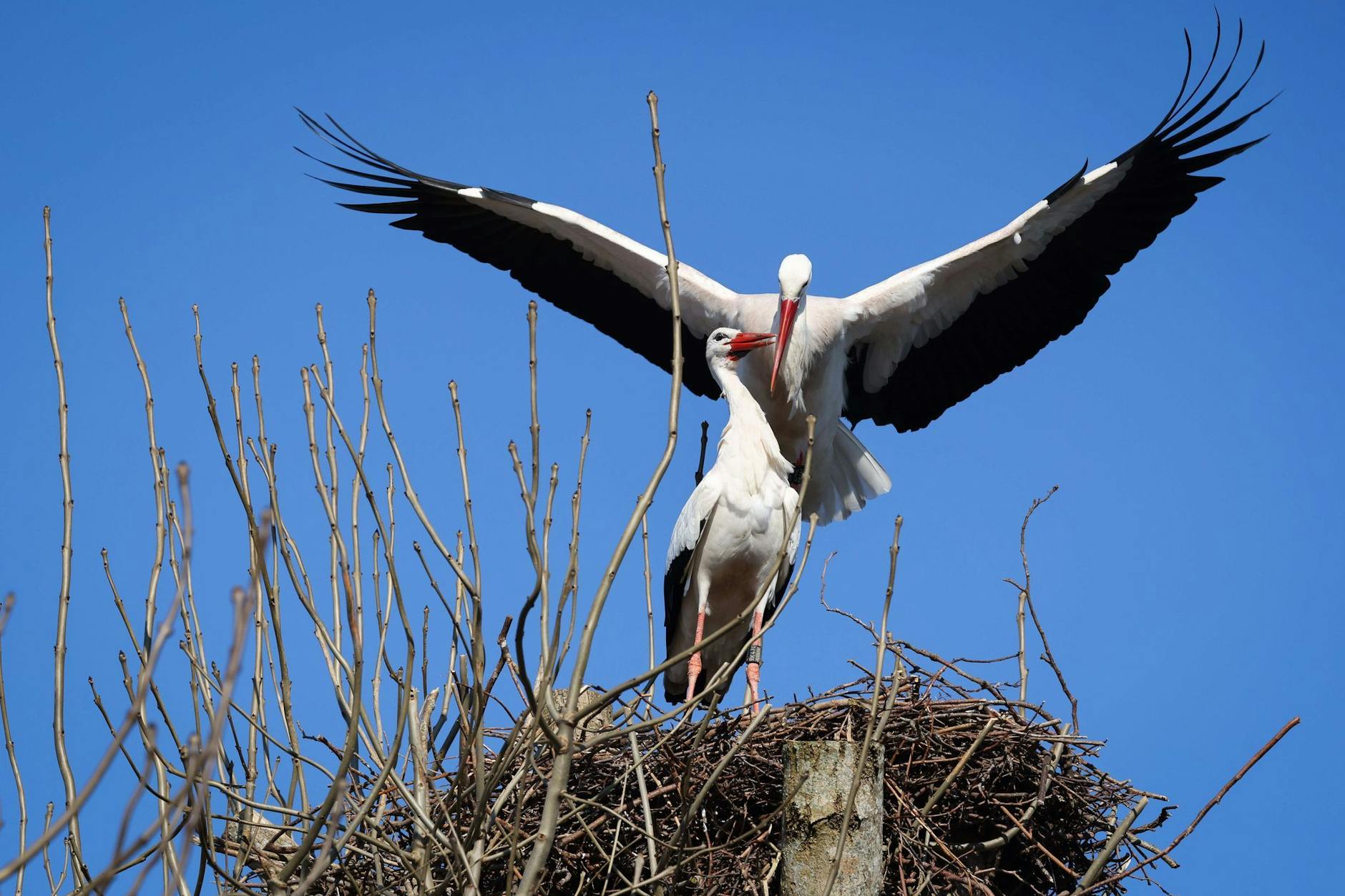 Frühling, Flirtzeit. Zwei Störche balzen. Singles würden auch gern ...