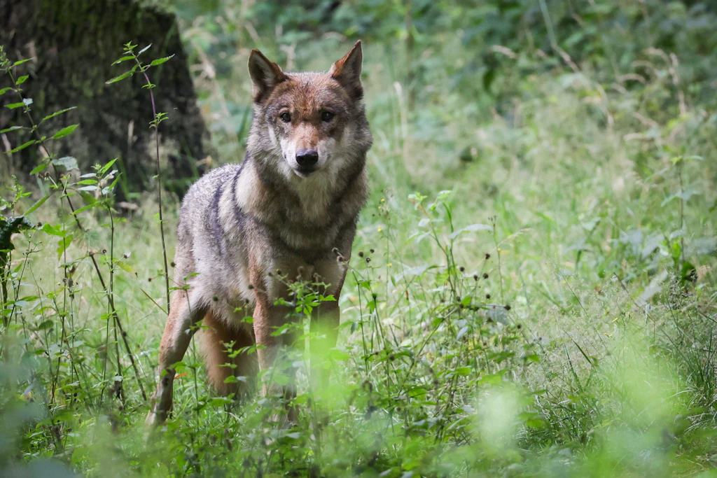 Irre Bilder aus der Überwachungskamera: Wolf am Gartentor in Flecken-Zechlin