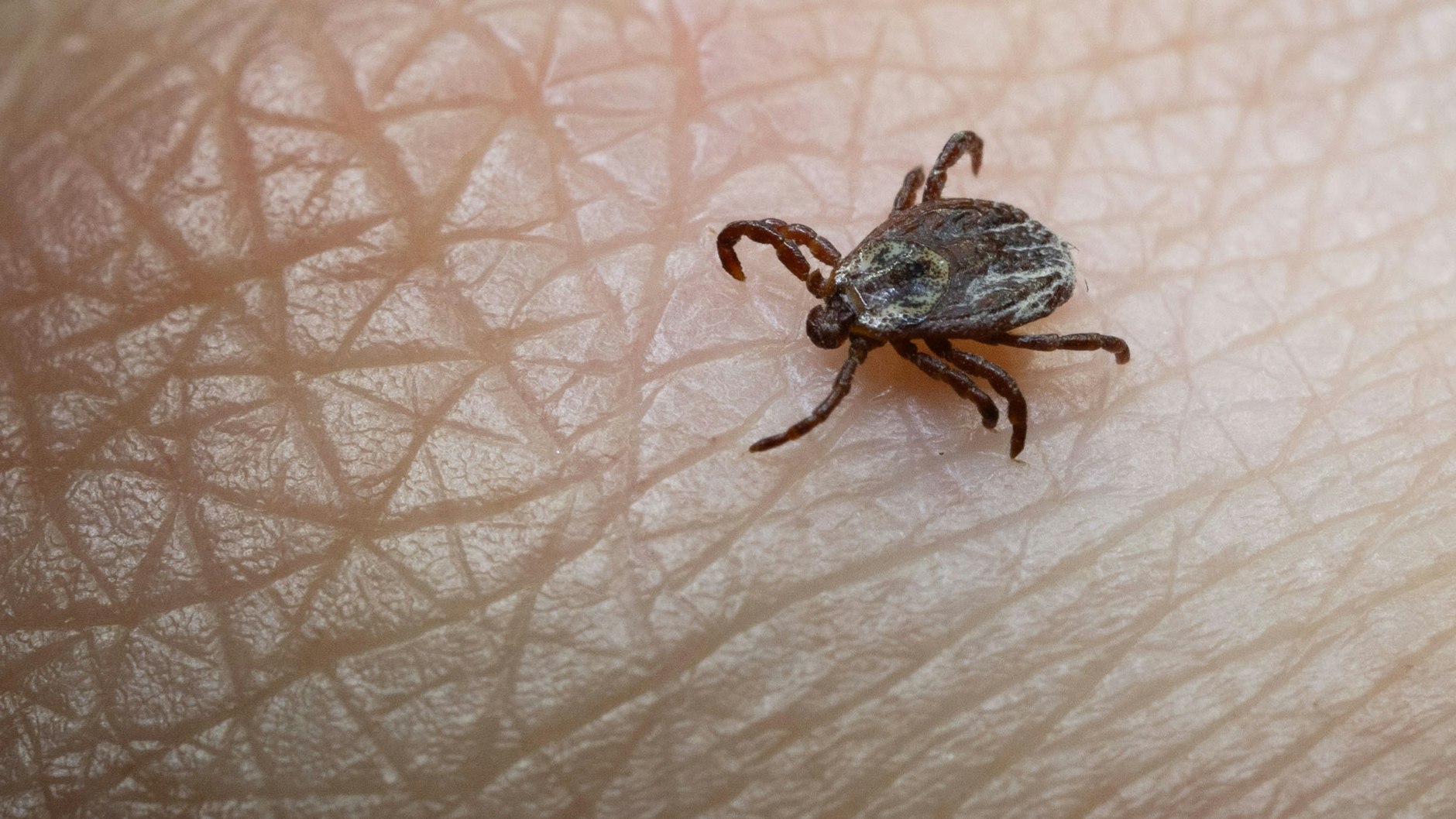 Buntzecke (<em>Dermacentor reticulatus</em>)