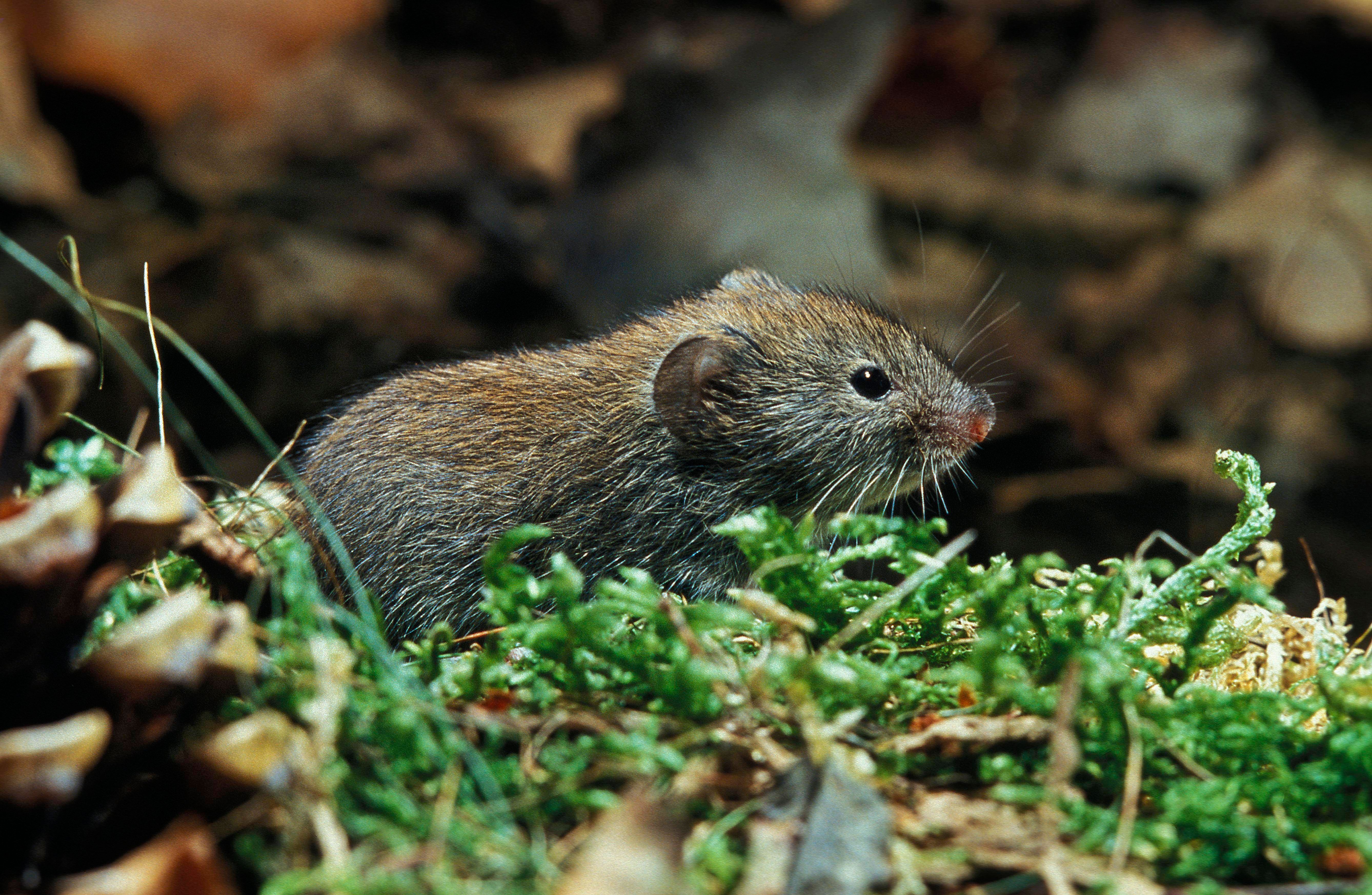 Hanta-Virus: Diese Maus überträgt auch bei uns die gefährliche Krankheit