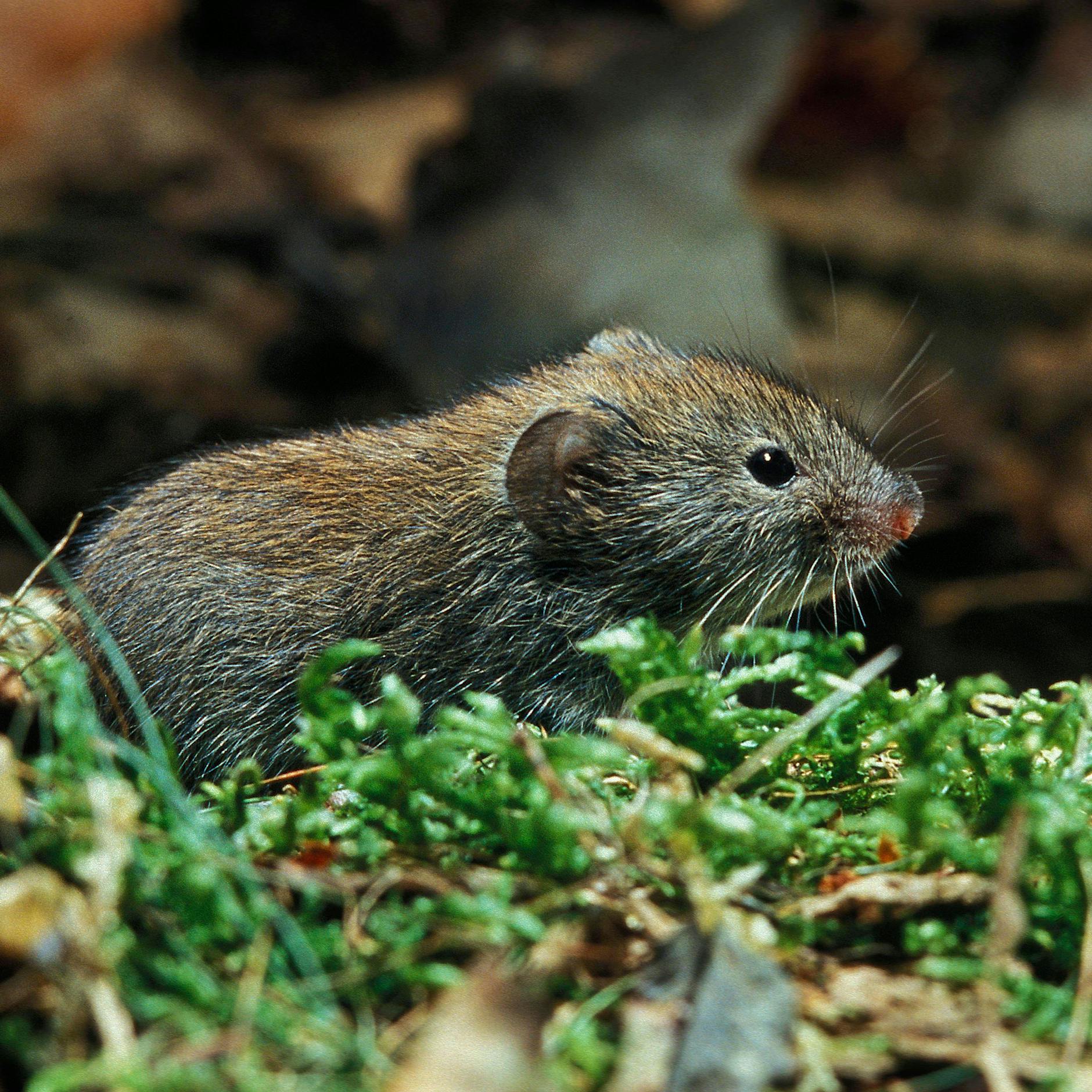 Hanta-Virus: Diese Maus überträgt auch bei uns die gefährliche Krankheit