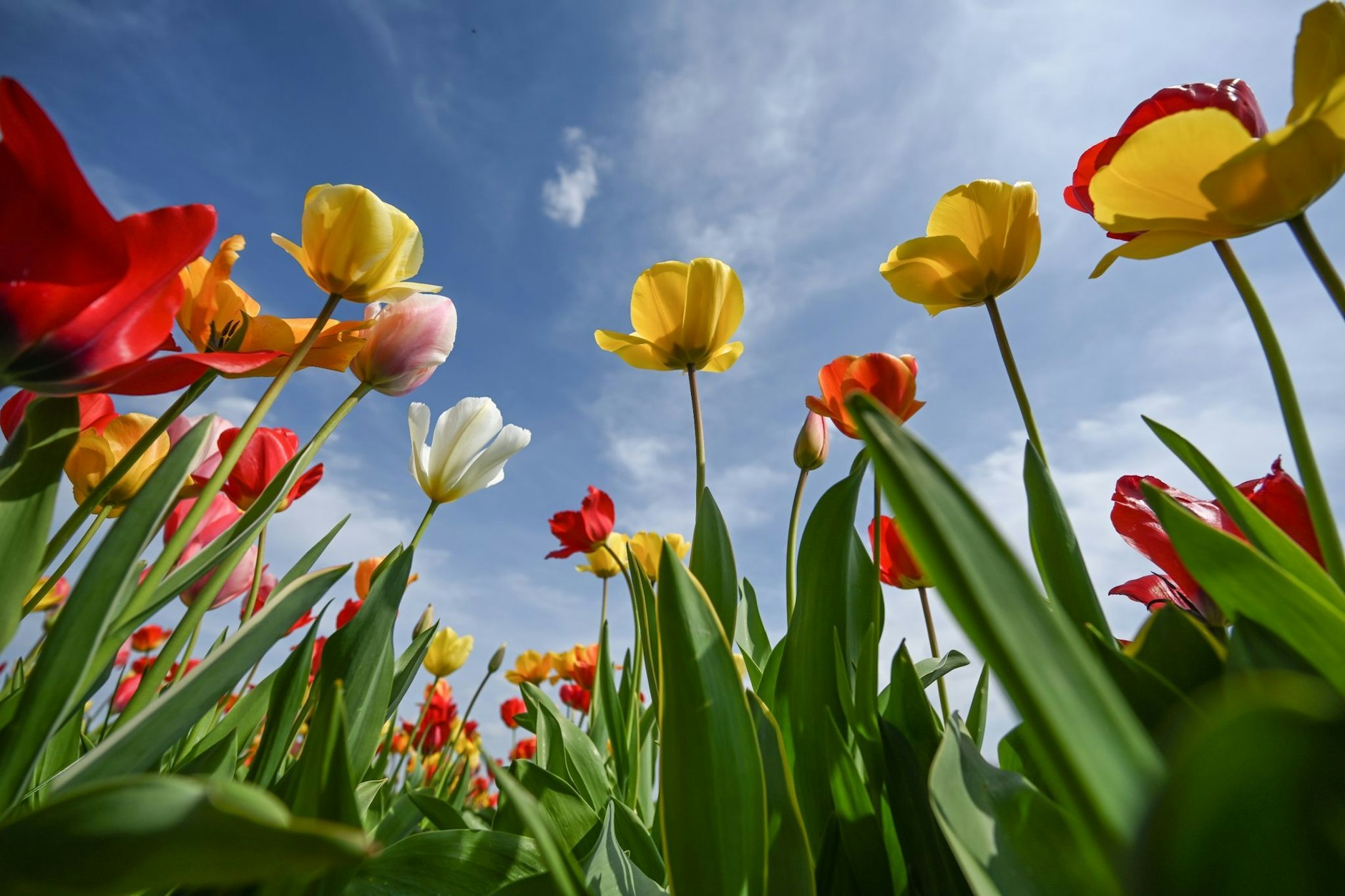 In Charlottenburg-Wilmersdorf können Berliner am Wochenende gratis Blumen pflücken.