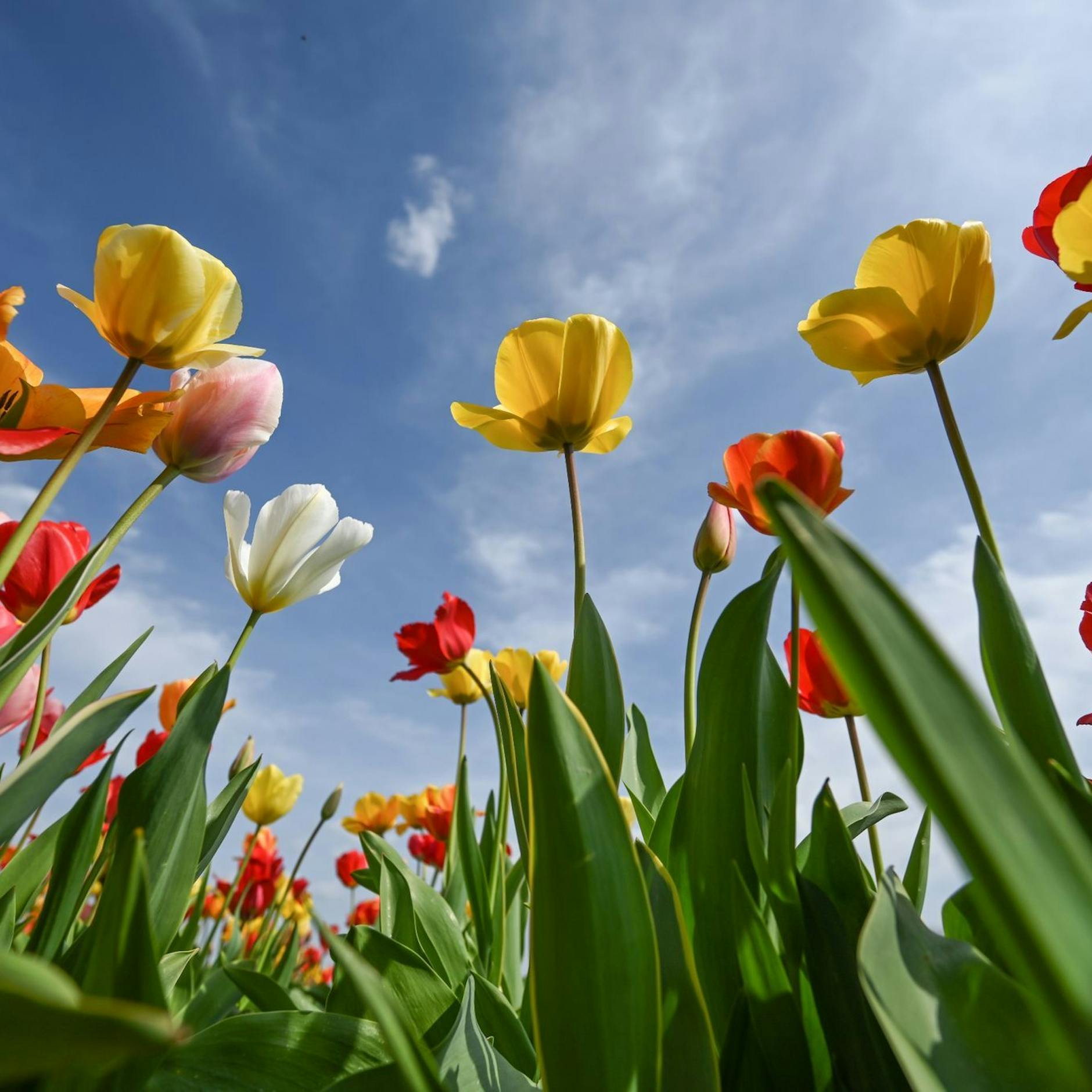 Image - Pop-up-Garten am Breitscheidplatz: Hier können Berliner kostenlos Tulpen pflücken