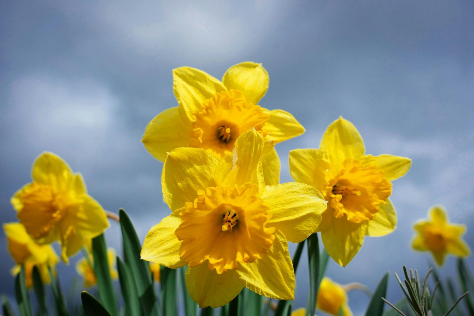 Osterglocken (Narcissus pseudonarcissus).