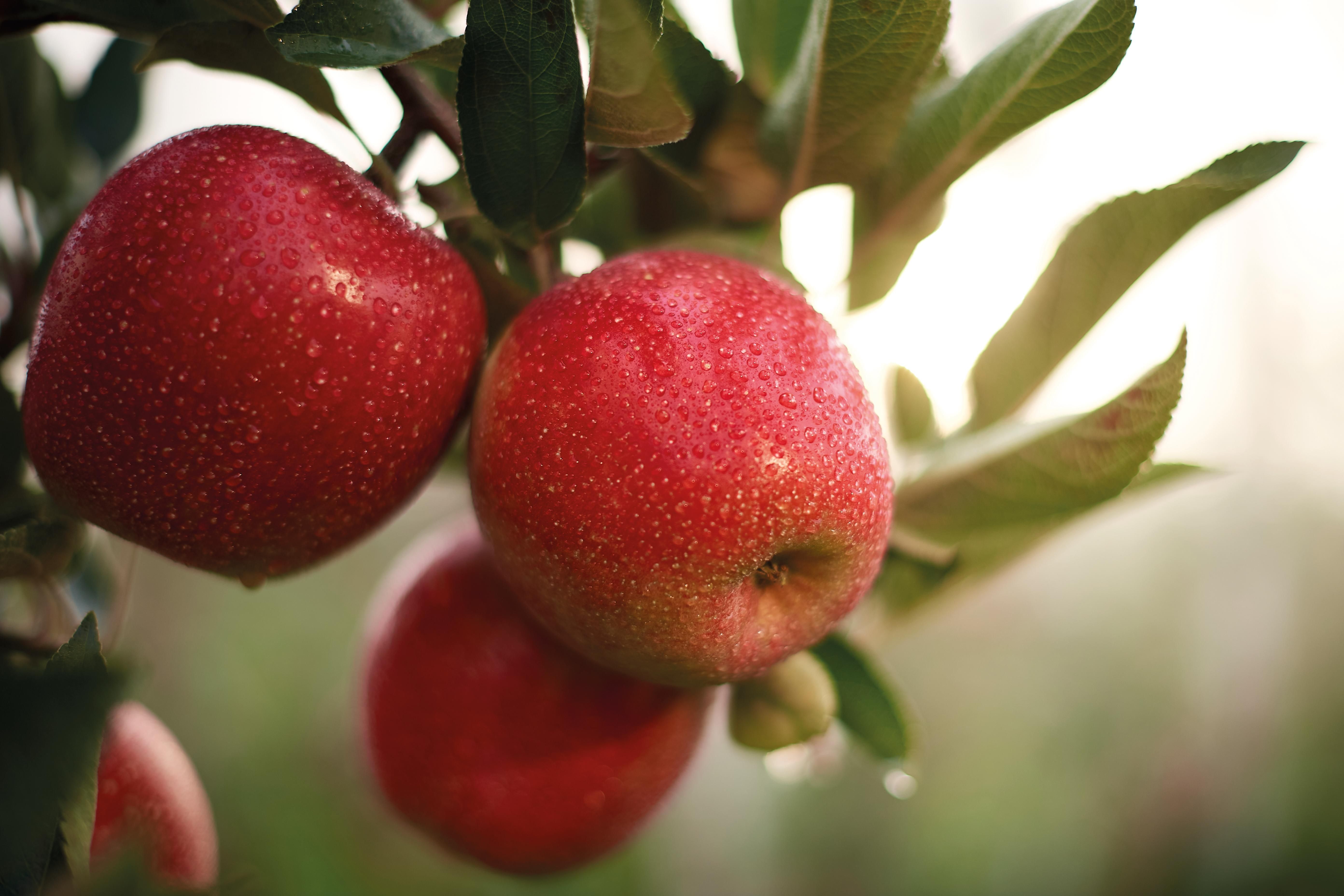 Atemnot ade: Diesen Apfel können auch Menschen mit Allergie essen