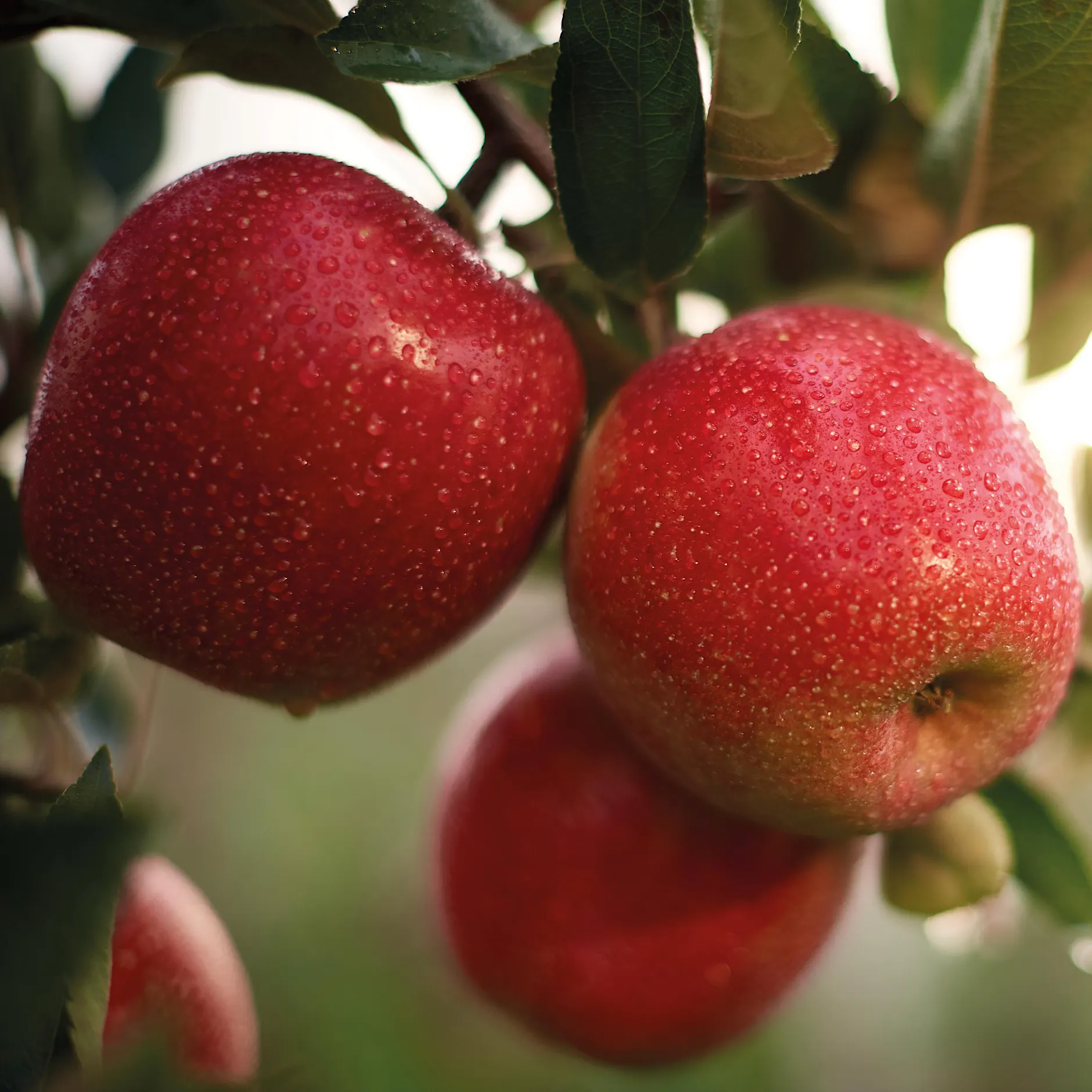 Atemnot ade: Diesen Apfel können auch Menschen mit Allergie essen