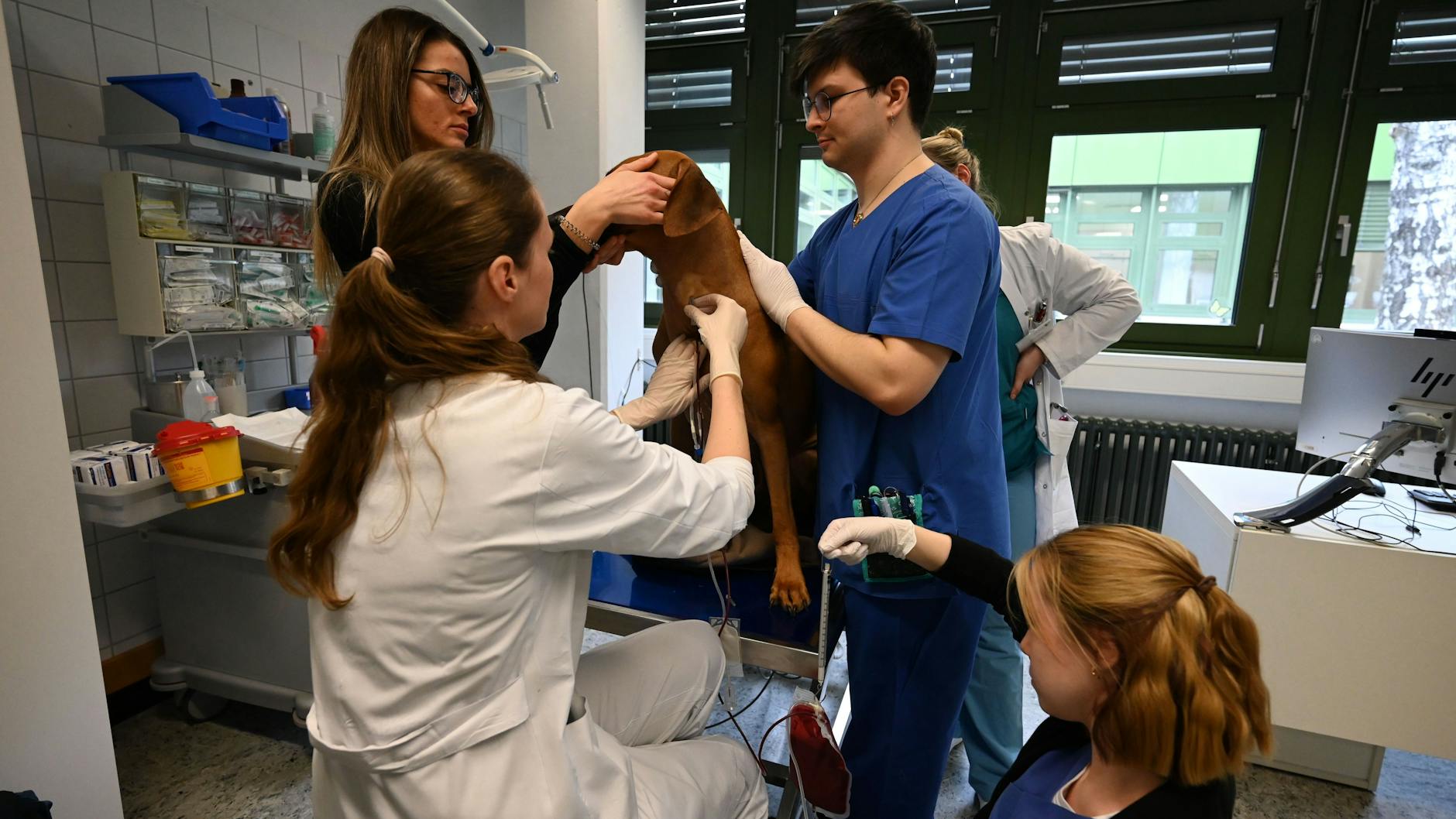 Sami wartet geduldig, bis die Prozedur vorbei ist. 300 Milliliter Blut hat der Ridgeback gespendet.