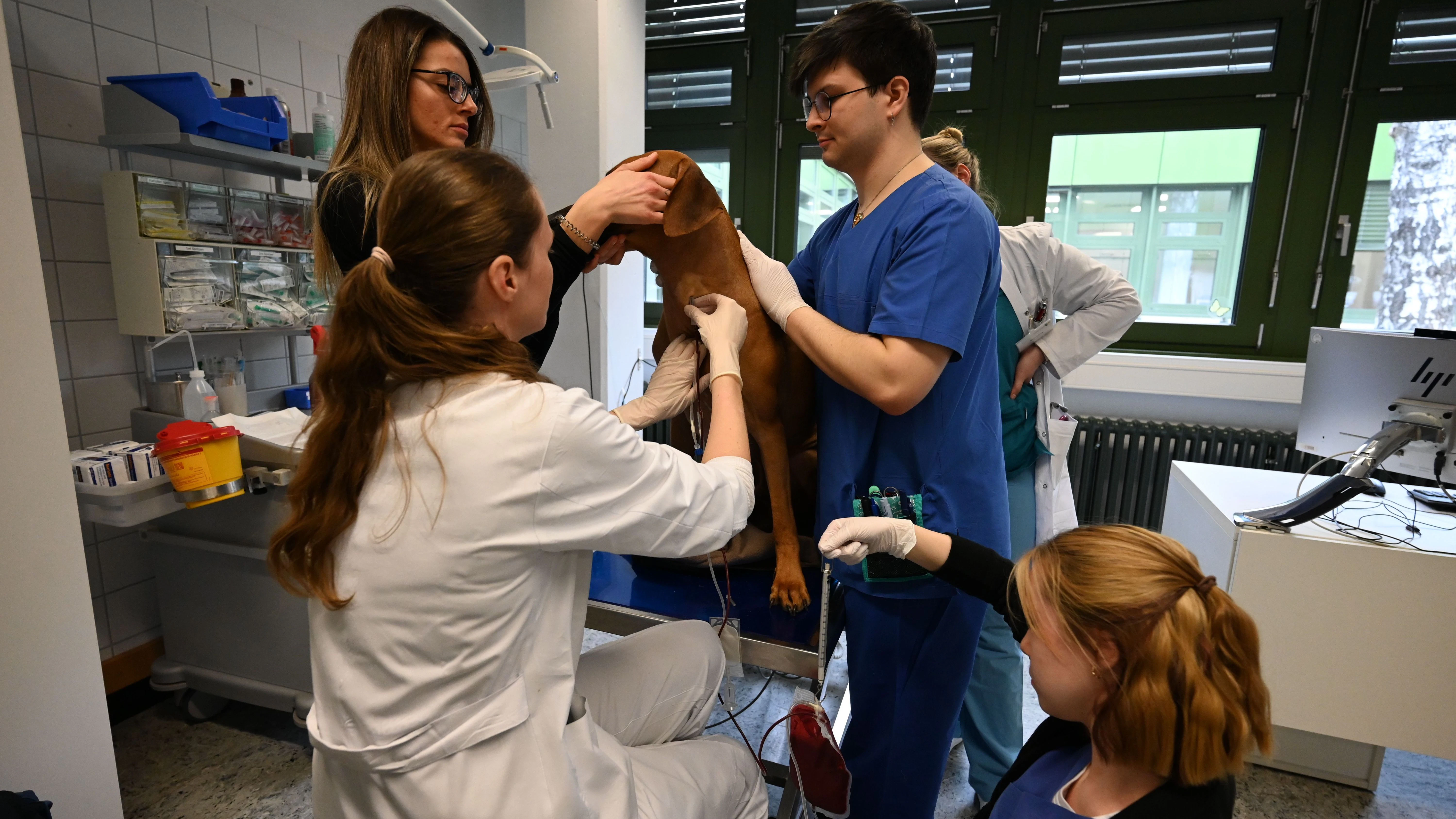 Sami wartet geduldig, bis die Prozedur vorbei ist. 300 Milliliter Blut hat der Ridgeback gespendet.