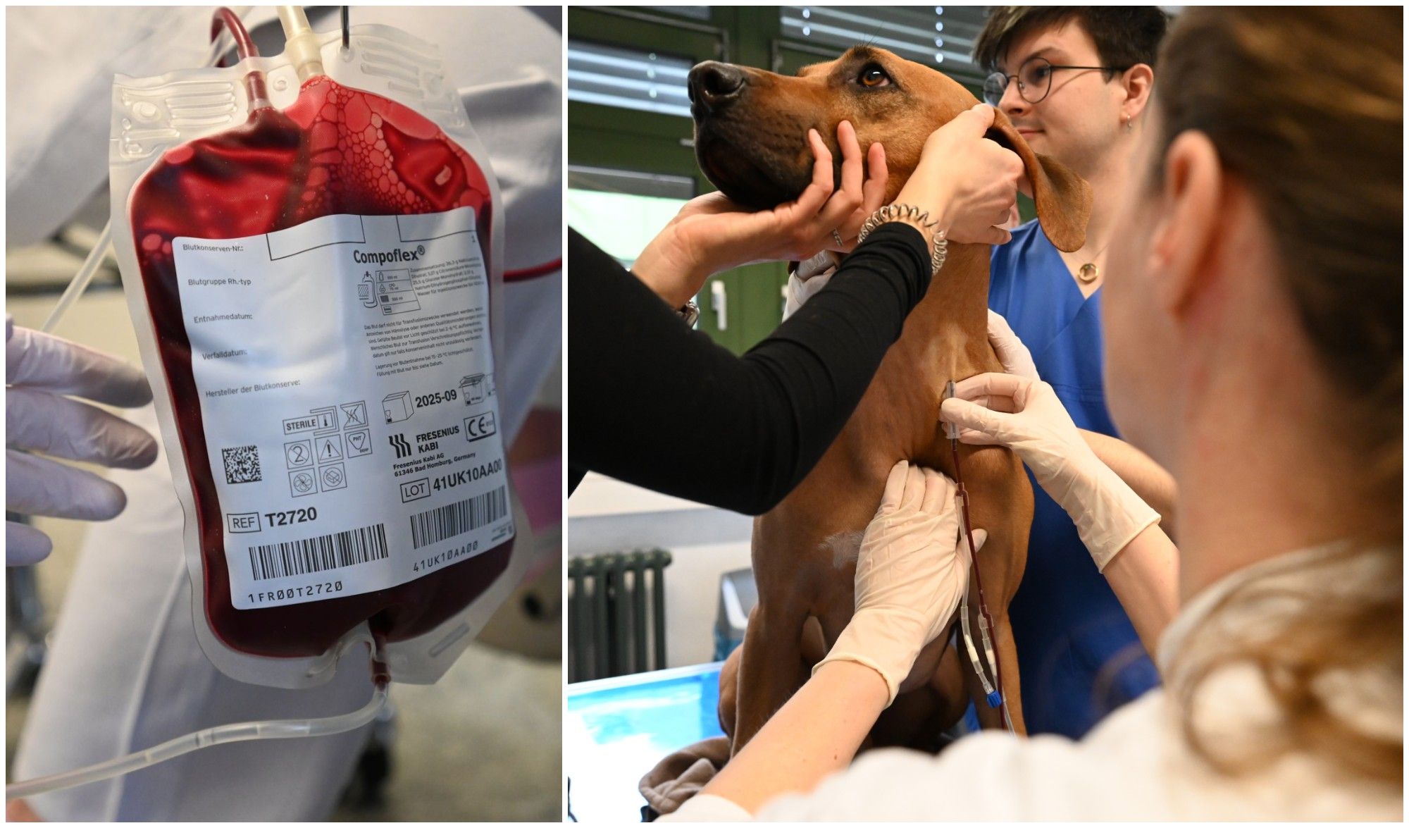 Image - Blutspenden können Leben retten – auch bei Hunden