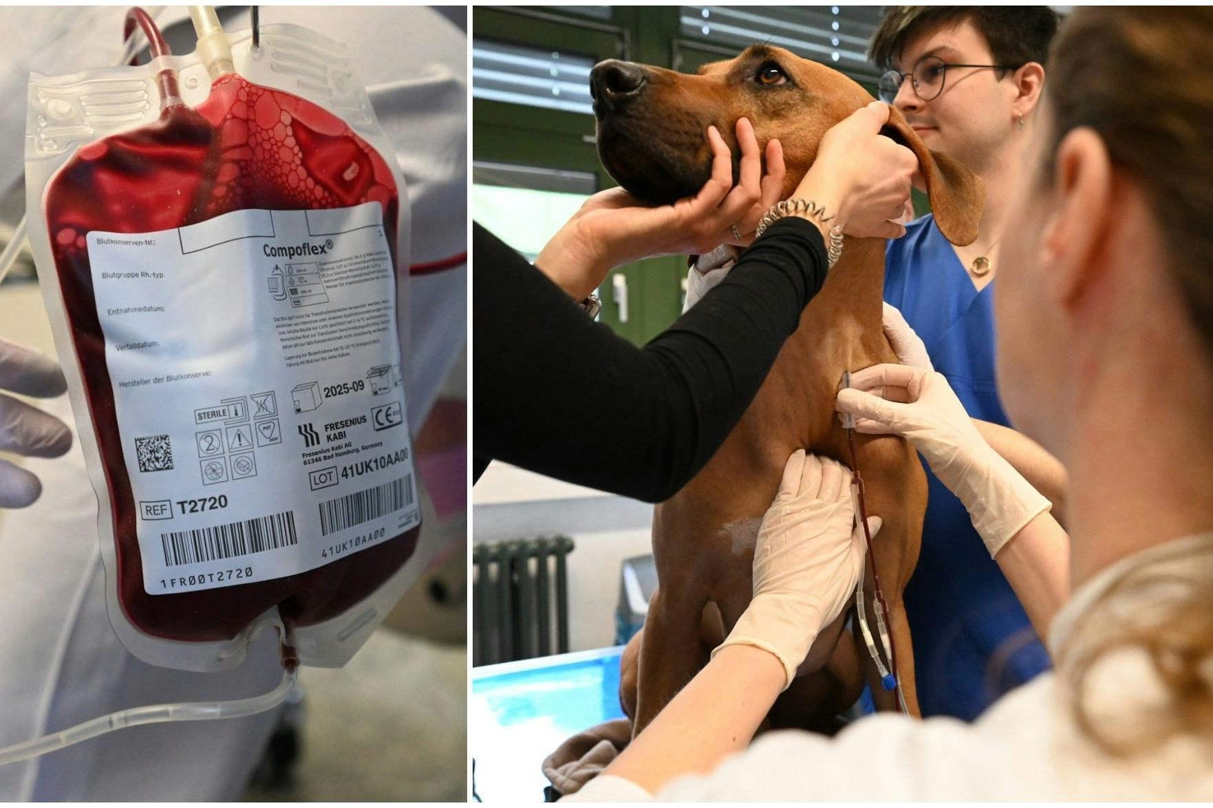 Ridgeback Sami beim Blutspenden in der Klein- und Heimtierklinik Freie Universität Berlin.