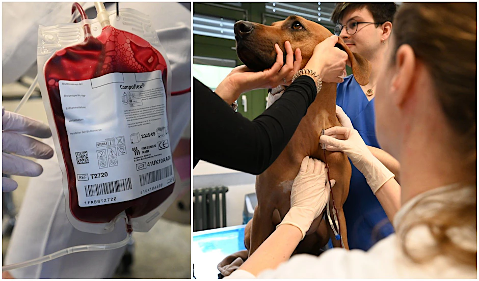 Ridgeback Sami beim Blutspenden in der Klein- und Heimtierklinik Freie Universität Berlin.