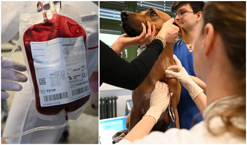 Blutspenden können Leben retten – auch bei Hunden