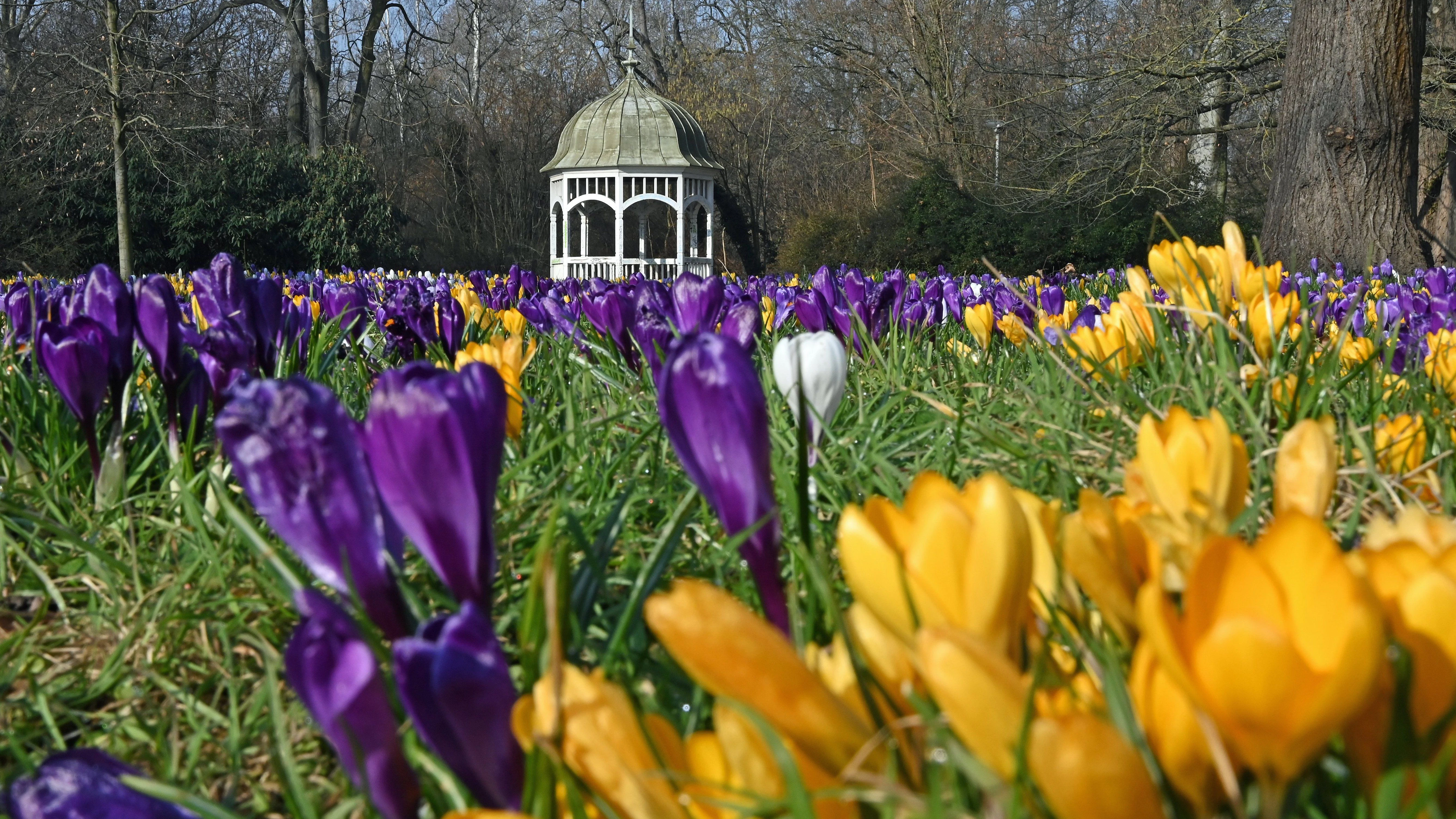 Die ersten Krokusse blühen, aber noch kann sich das Frühlings-Wetter nicht dauerhaft durchsetzen.
