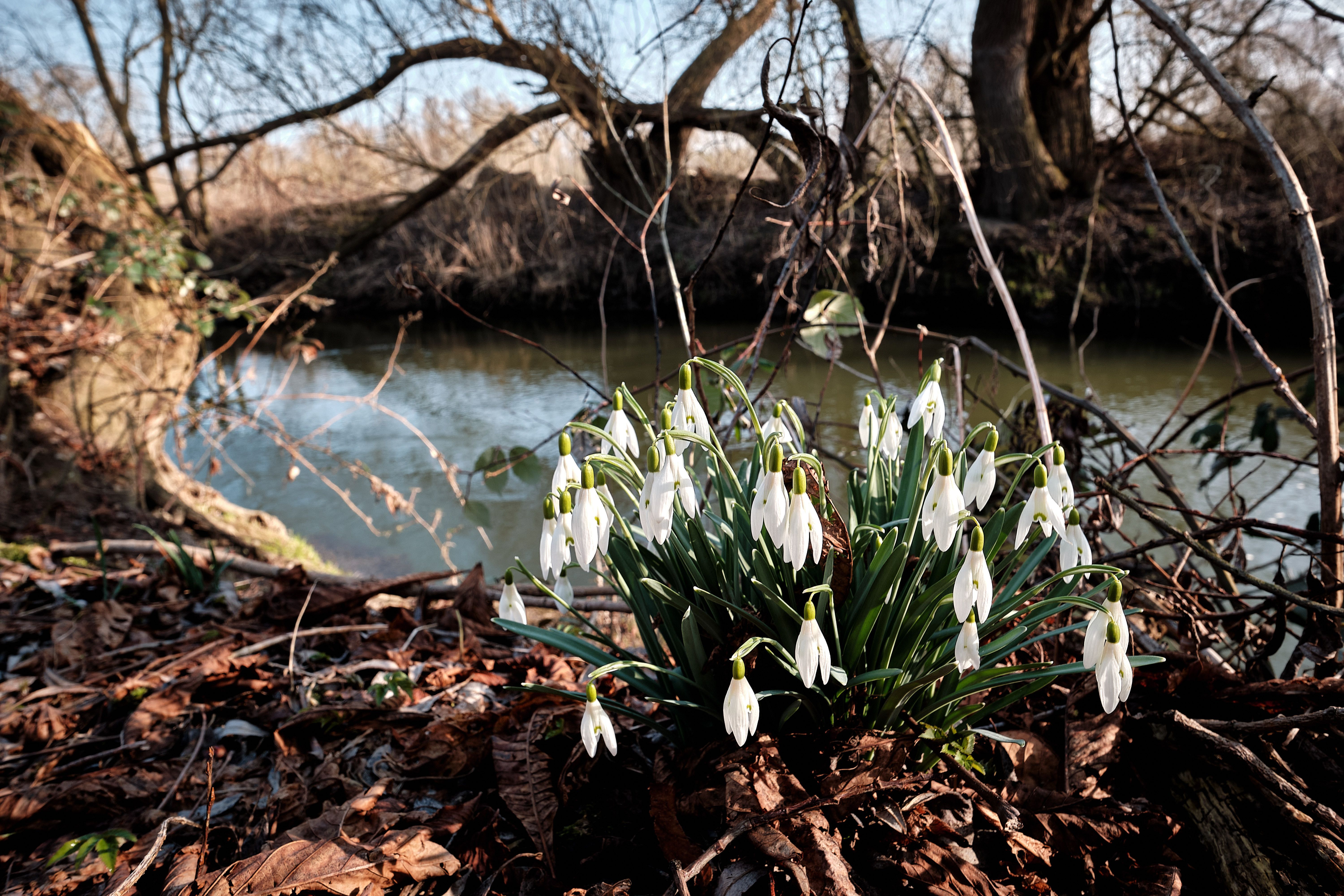 Darum dürfen Sie im Frühling keine Schneeglöckchen pflücken