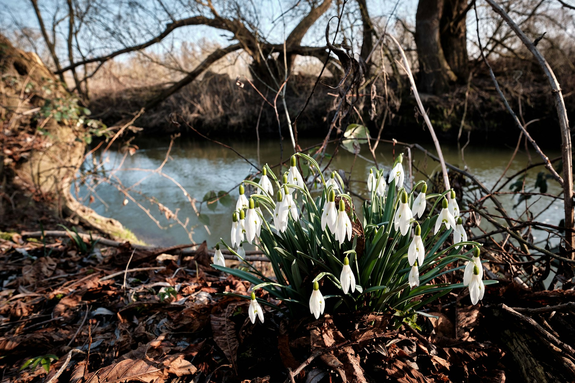Schneeglöckchen blühen im Morgenlicht am Ufer der Oker in Braunschweig.