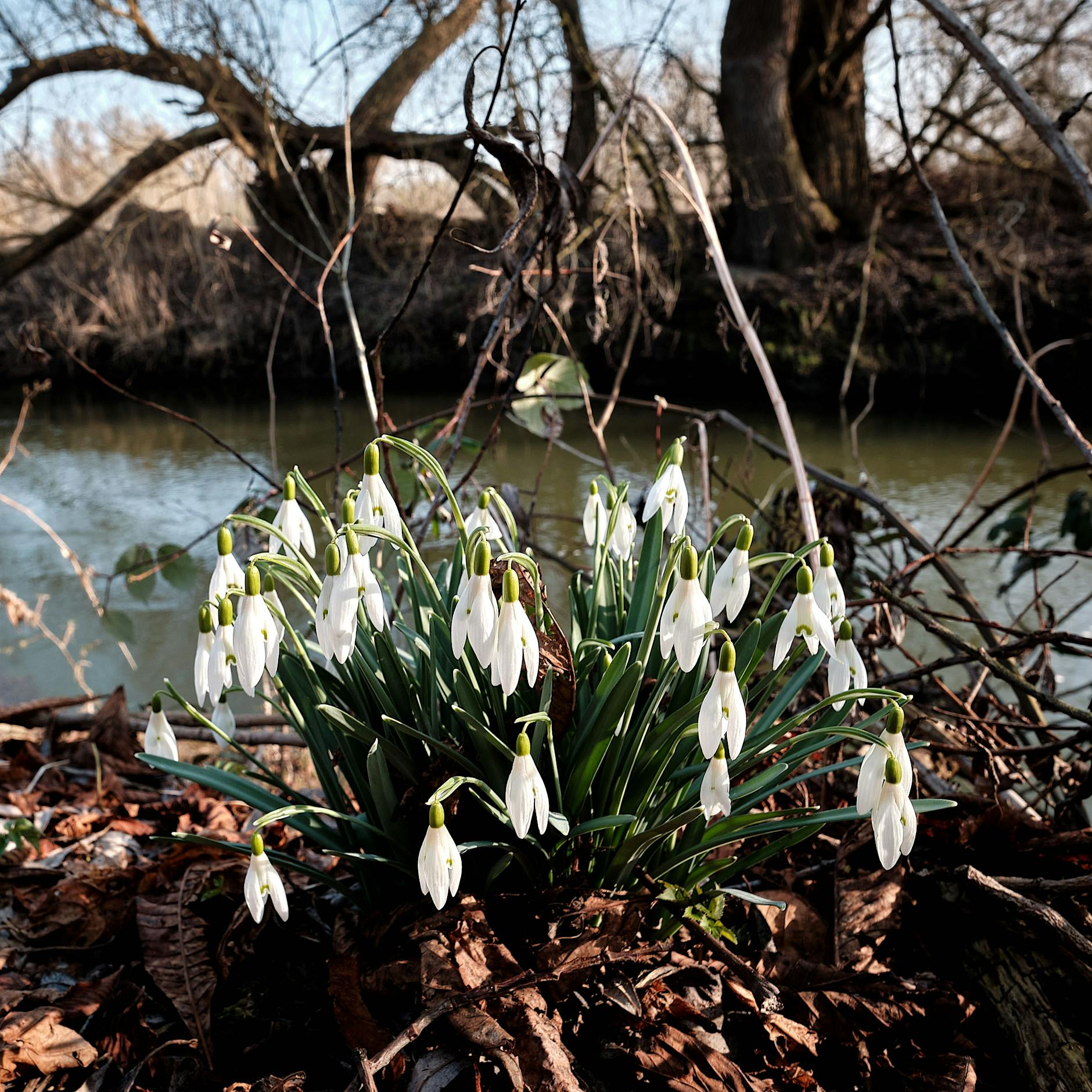 Darum dürfen Sie im Frühling keine Schneeglöckchen pflücken