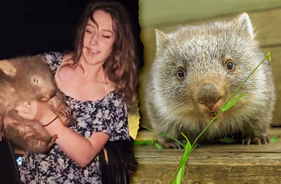Sam Jones zeigt auf Instagram, wie sie sich das Wombat-Baby schnappte. Sie hält das zappelnde, ängstliche Tierbaby in die Kamera, sichtlich stolz auf ihre Tat. Rechts: So entspannt sehen kleine Wombats aus, wenn sie nicht in die Fänge einer Influencerin geraten (Symbolfoto).
