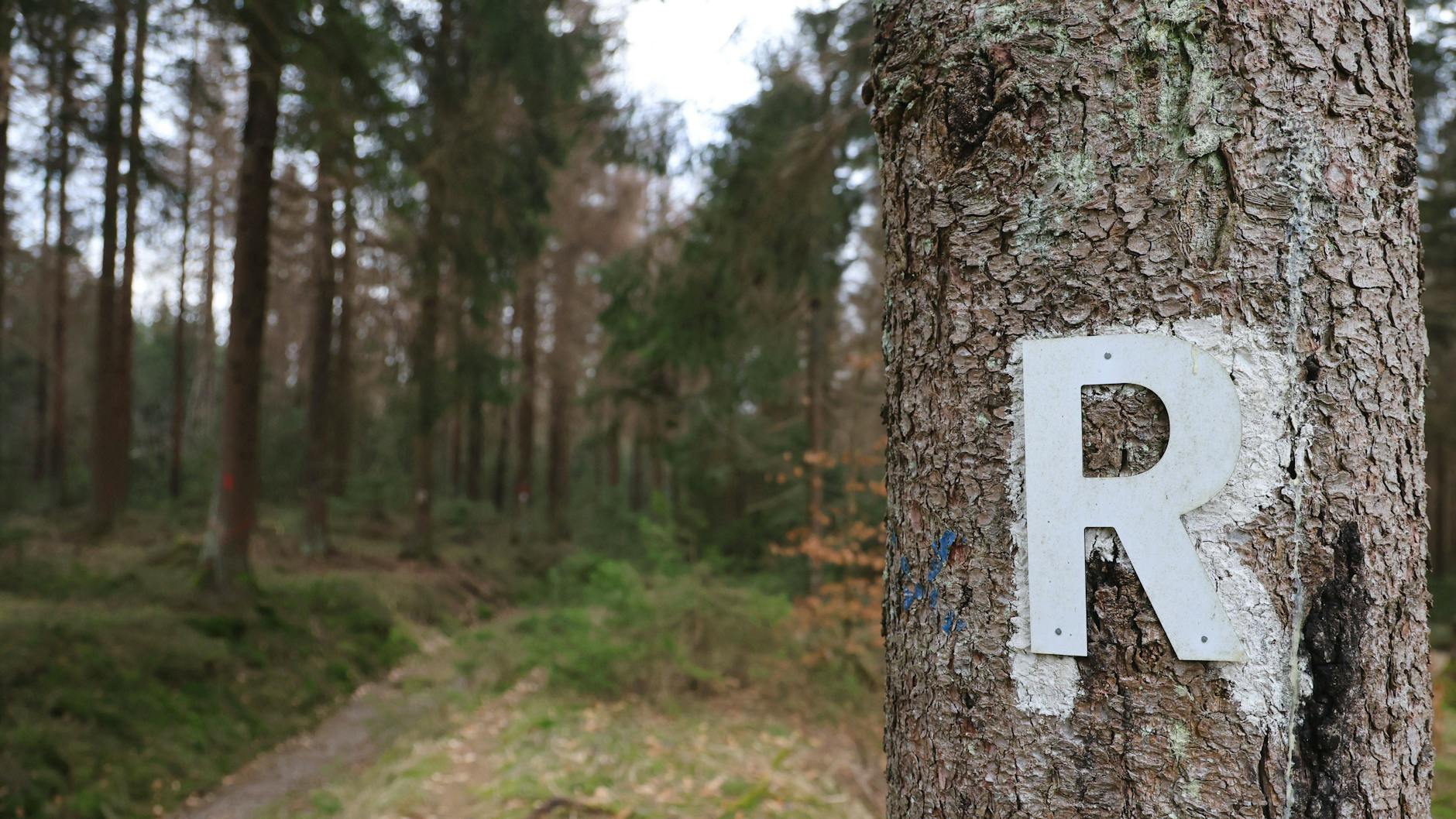 Der Rennsteig in Thüringen ist mit dem bekannten, großen und weißen R gekennzeichnet.
