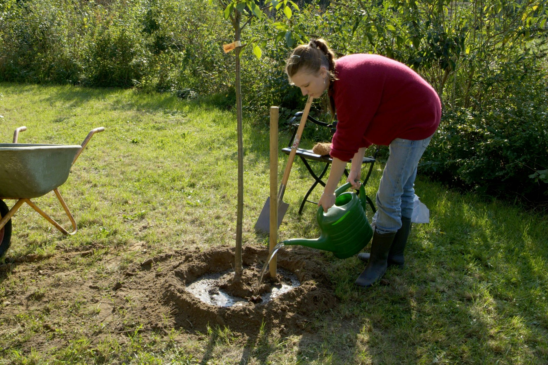 Ist ein junger Baum eingepflanzt, muss er noch lange gut gepflegt werden.