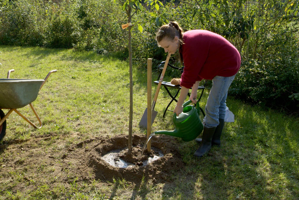 Gratis-Bäume für private Gärten – doch die Bäume in den Parks gehen kaputt!