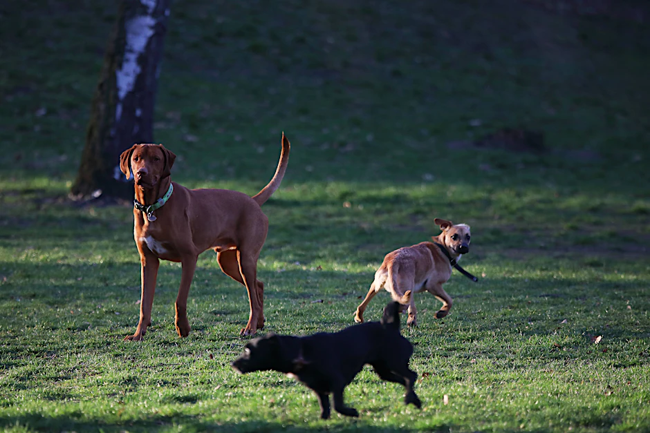 In Marzahn-Hellersdorf soll ein neuer Hundeauslaufplatz entstehen.