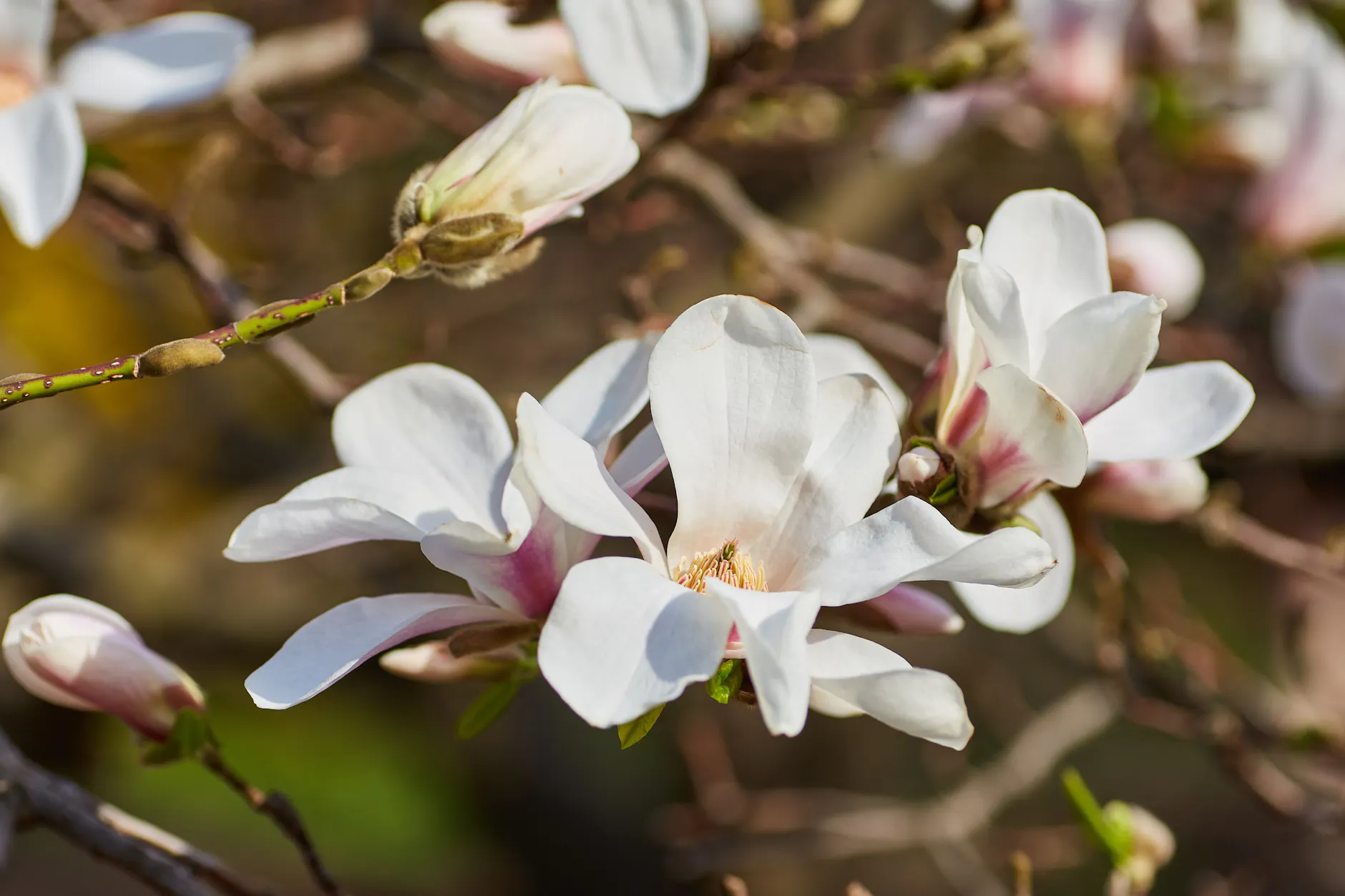 Magnolien gehören zu den sichtbarsten Frühlingsboten.