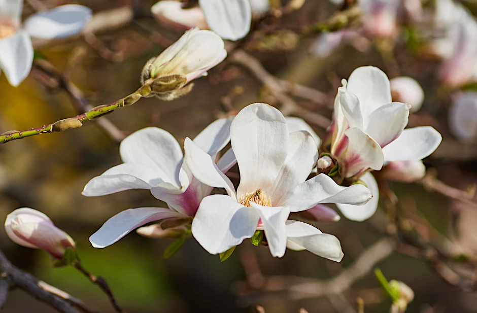 Magnolien gehören zu den sichtbarsten Frühlingsboten.