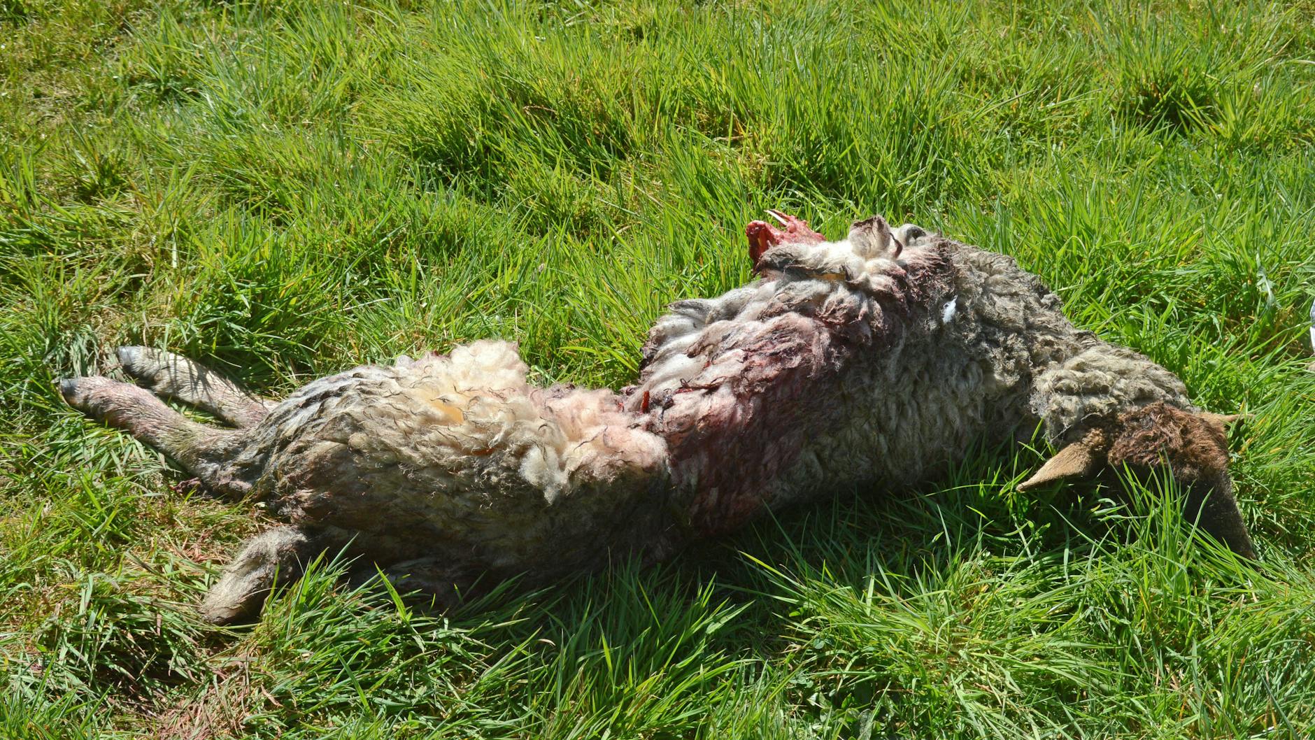 Ein getötetes Schaf auf einer Weide (hier in Sachsen-Anhalt): Es soll von einem Wolf gerissen worden sein.