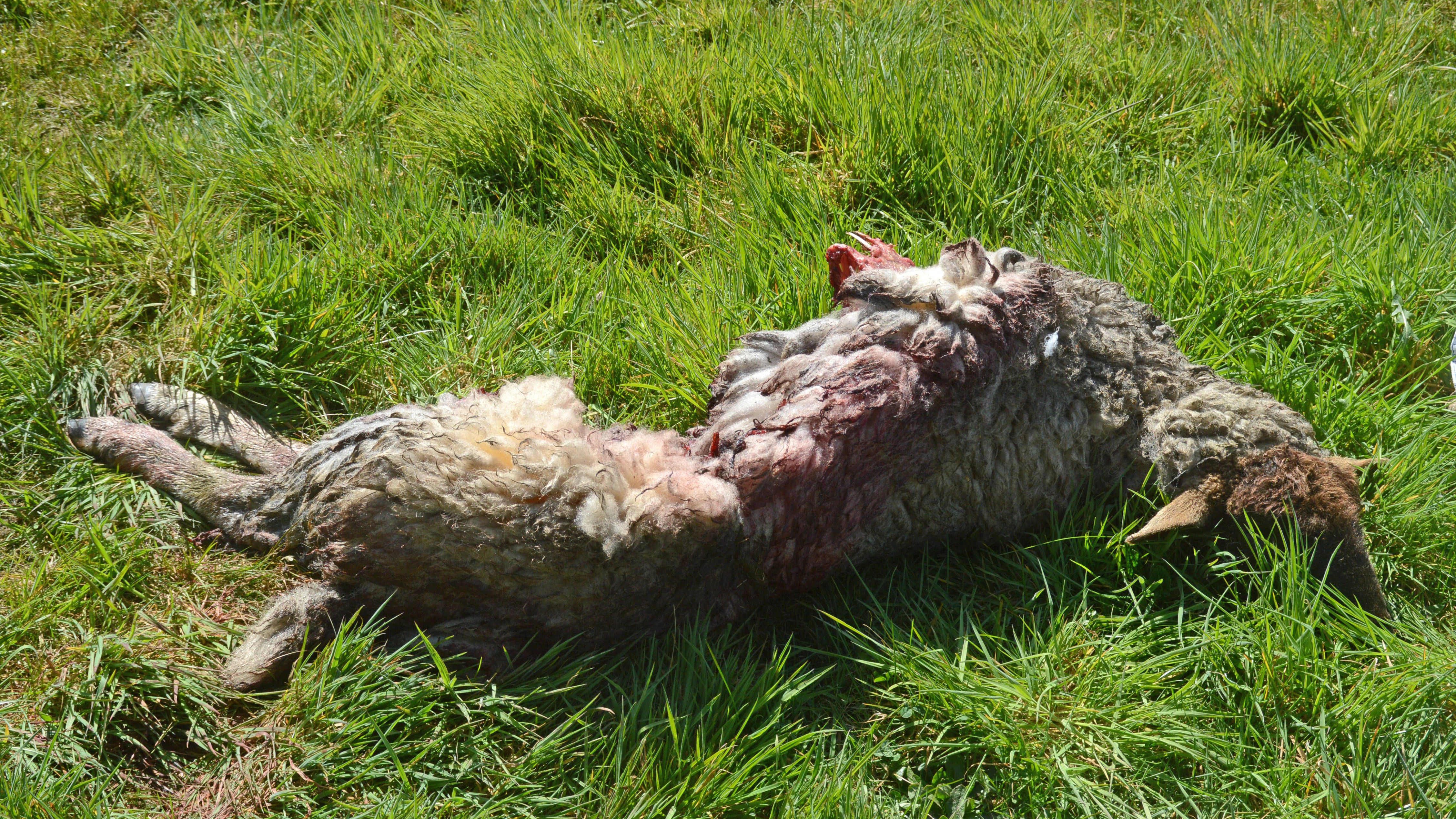 Ein getötetes Schaf auf einer Weide (hier in Sachsen-Anhalt): Es soll von einem Wolf gerissen worden sein.