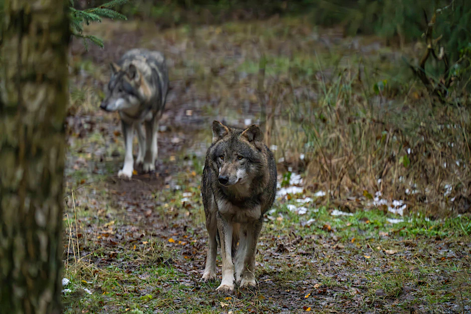 Zwei Wölfe im Wildpark Schorfheide: Die Landesregierung macht nun einen weiteren Schritt in Richtung Abschuss dieser Tiere.