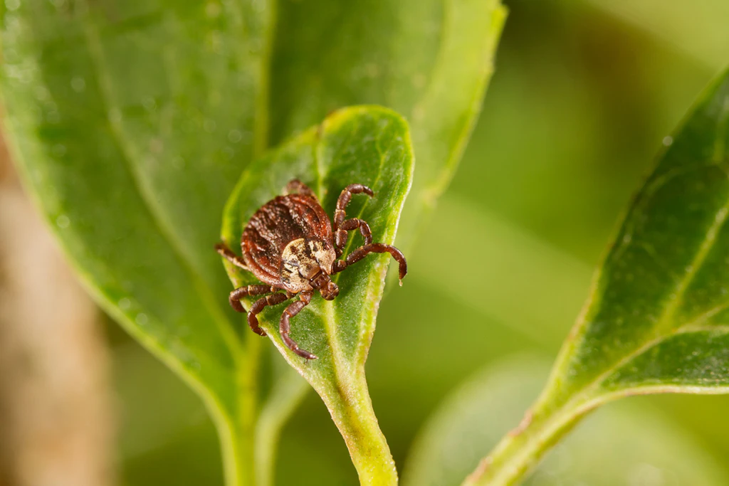 Danger in the undergrowth: Ticks are hated, but not unpredictable