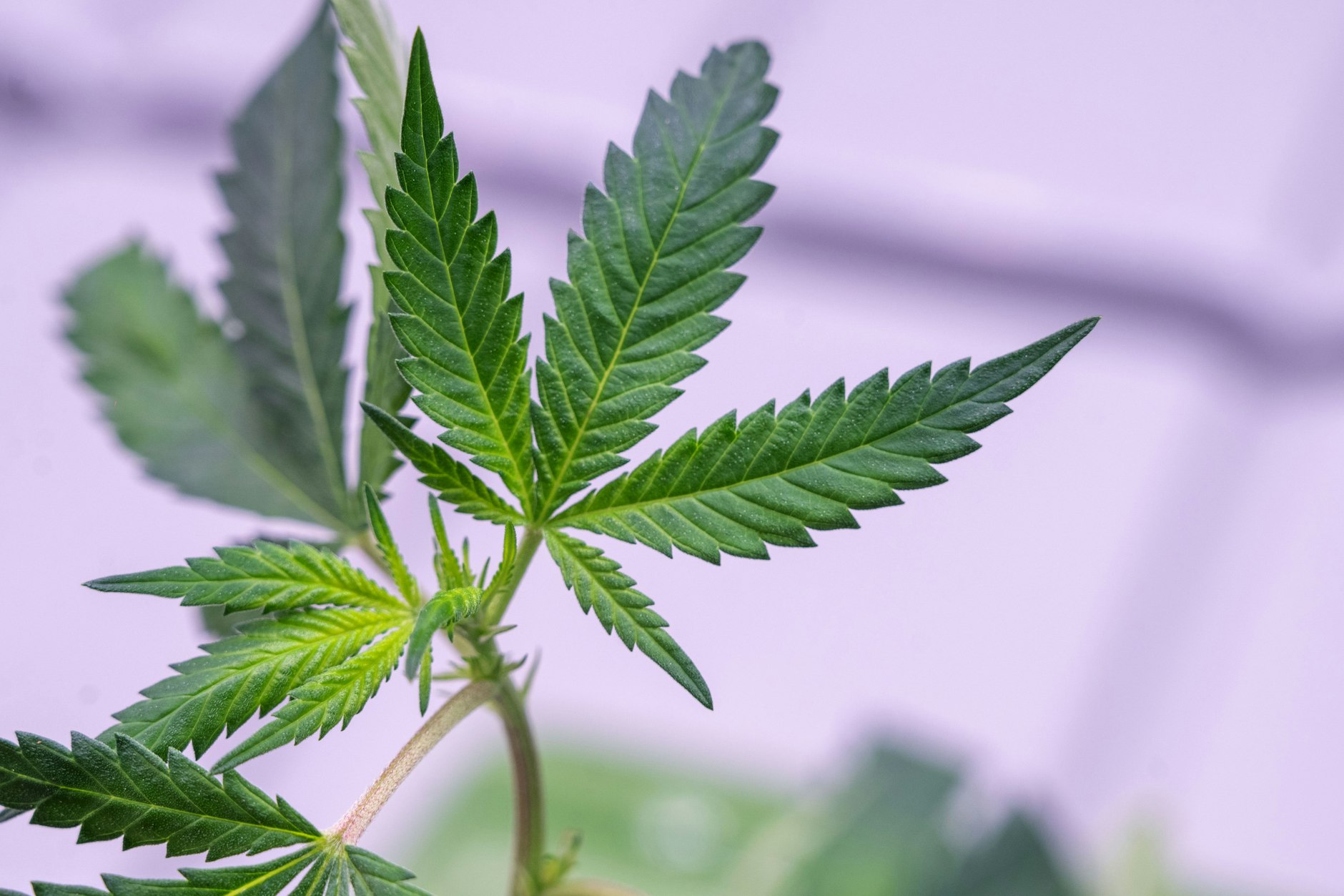 Ein Cannabissteckling: Ein Wirkstoff aus der Pflanze soll Menschen mit chronischen Schmerzen Linderung verschaffen.