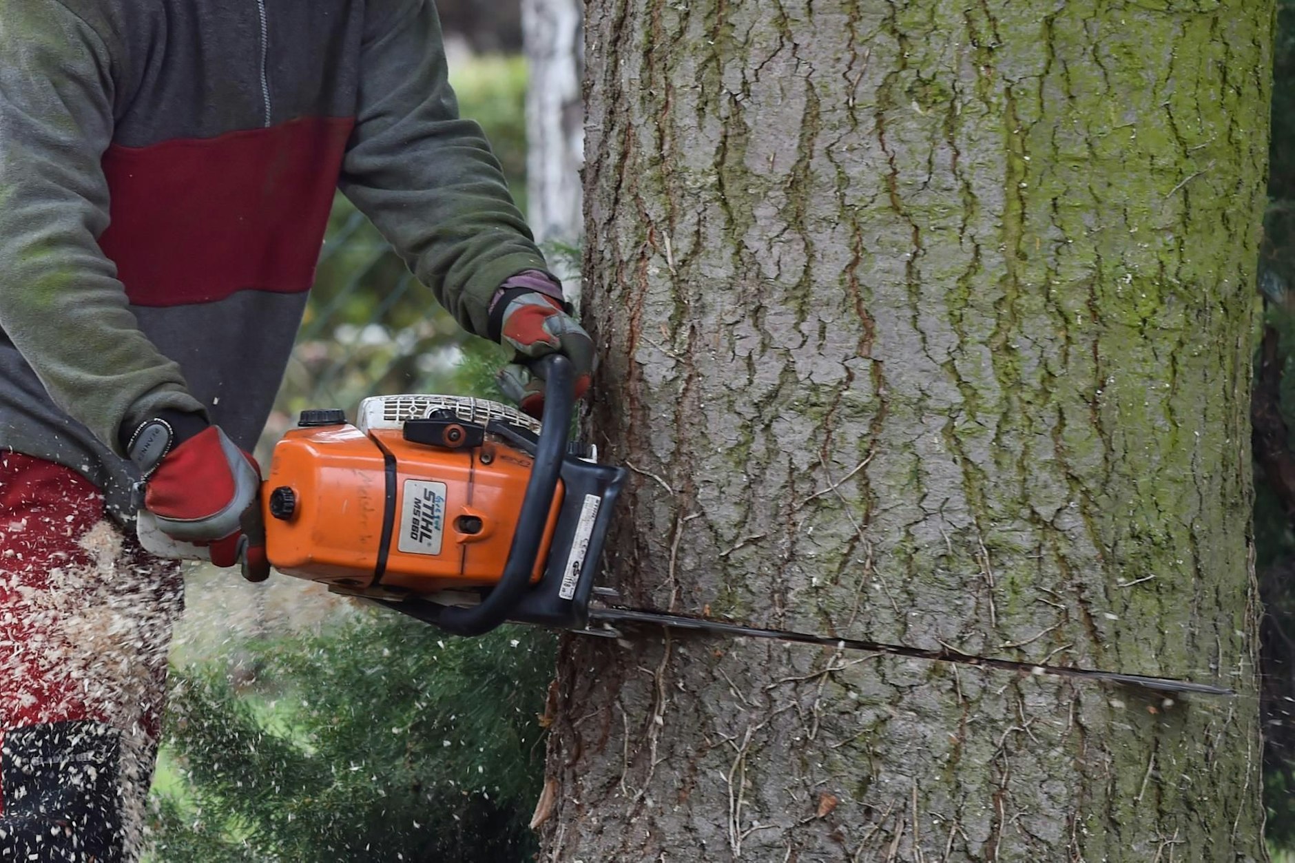 Ein Fachmann setzt die Kettensäge zum Baumfällen an. Wegen Baumaßnahmen der Landesbetriebe sollen nun über 500 Bäume in Berlin abgeholzt werden.