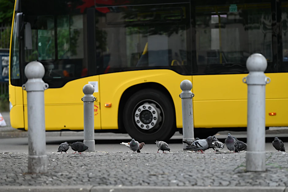 Ein Bus der BVG&nbsp;fährt an mehreren Tauben vorbei. Am Bahnhof Südkreuz werden Tauben ab März mit Anti-Fruchtbarkeitsmitteln gefüttert.