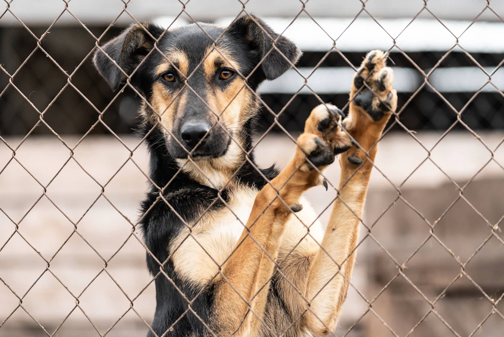 Rosenstolz şarkıcısının köpeğine ne olacak?