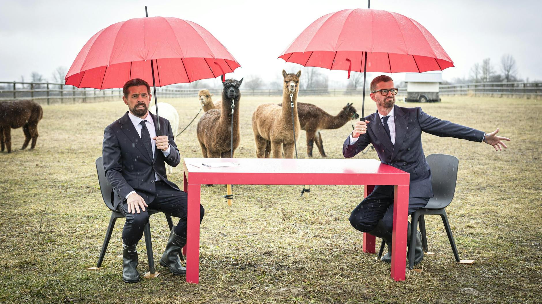 Ein Quiz auf einer Alpakafarm? Das könnte passieren - denn bei Joko und Klaas ist alles möglich.