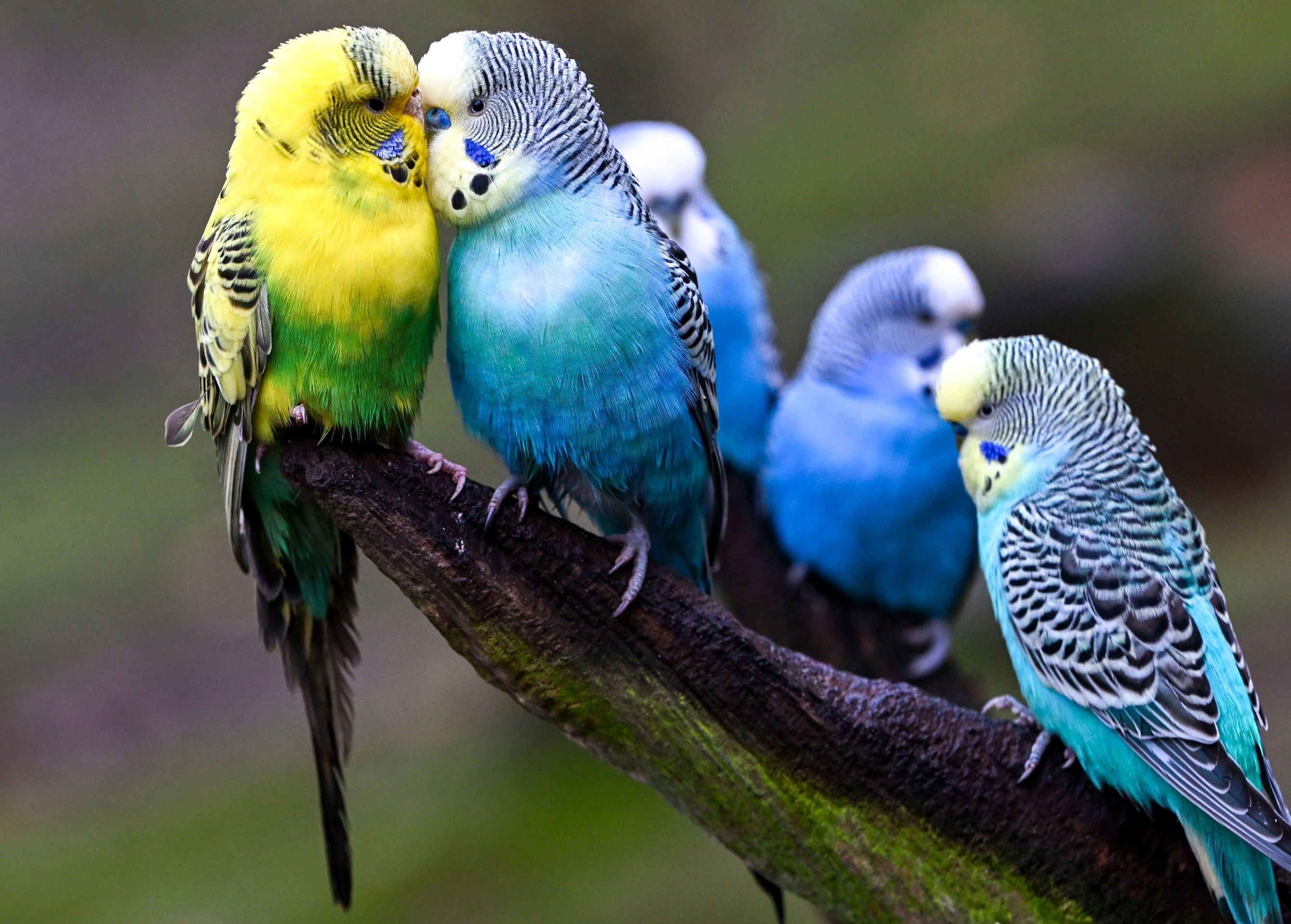 Image - Friedrichsfelder Tierschutzverein muss bis Juli neue Unterkunft finden